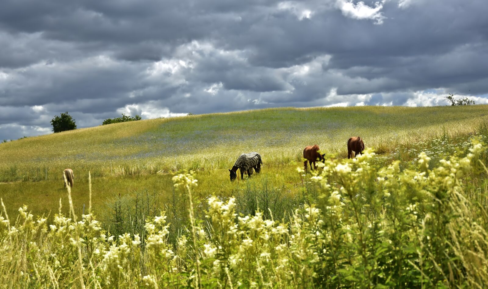 Nikon D5600 sample photo. Landscape, nature, paddock photography