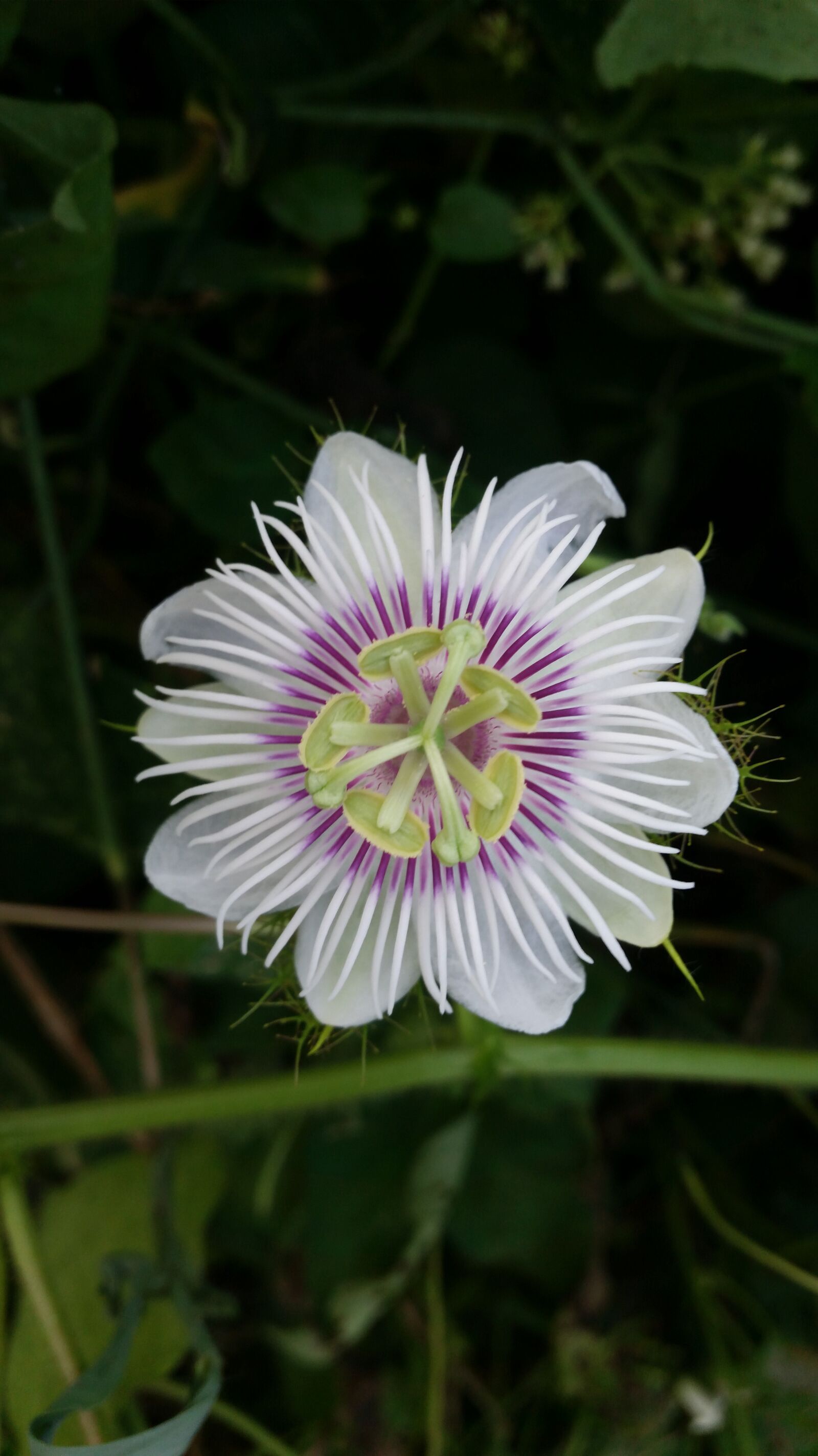 Samsung Galaxy S5 sample photo. Flower, ornamental, white flowers photography