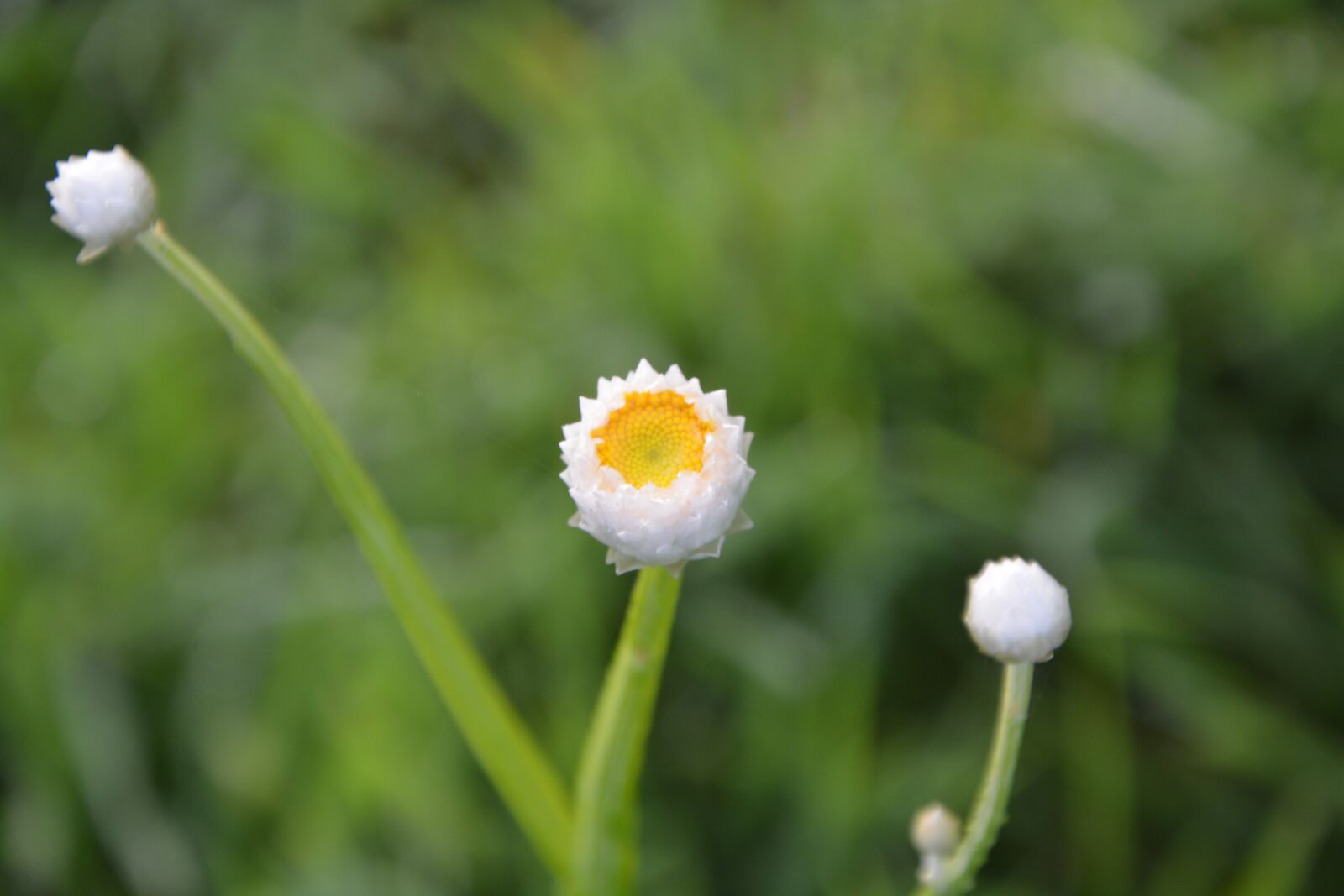 Nikon D5200 sample photo. Plant, button flower, buttons photography