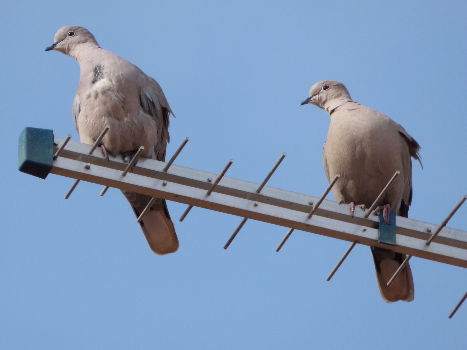 Panasonic Lumix DMC-FZ70 sample photo. Turtledoves, birds, antenna photography