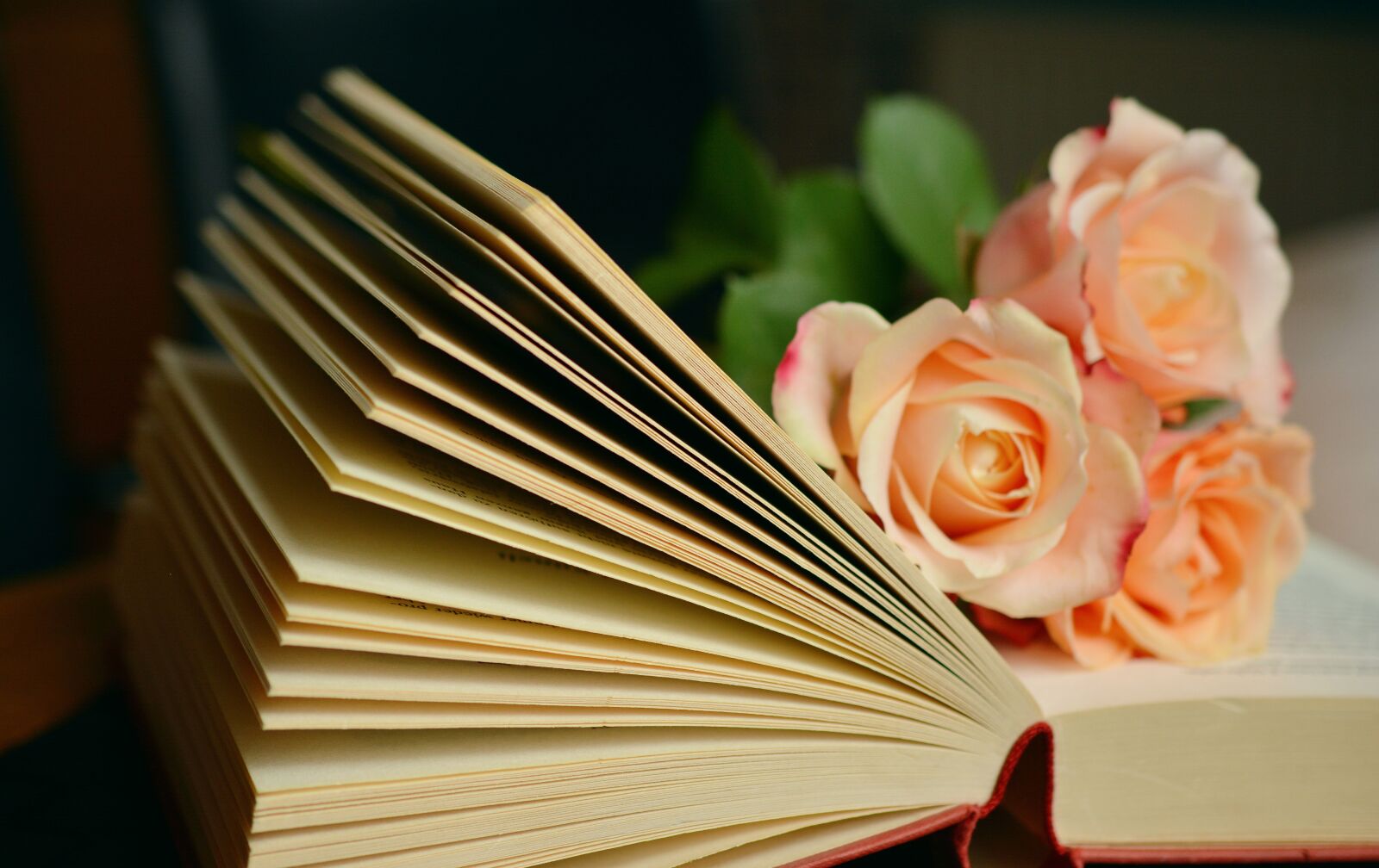 Nikon D5200 sample photo. Book, book pages, read photography