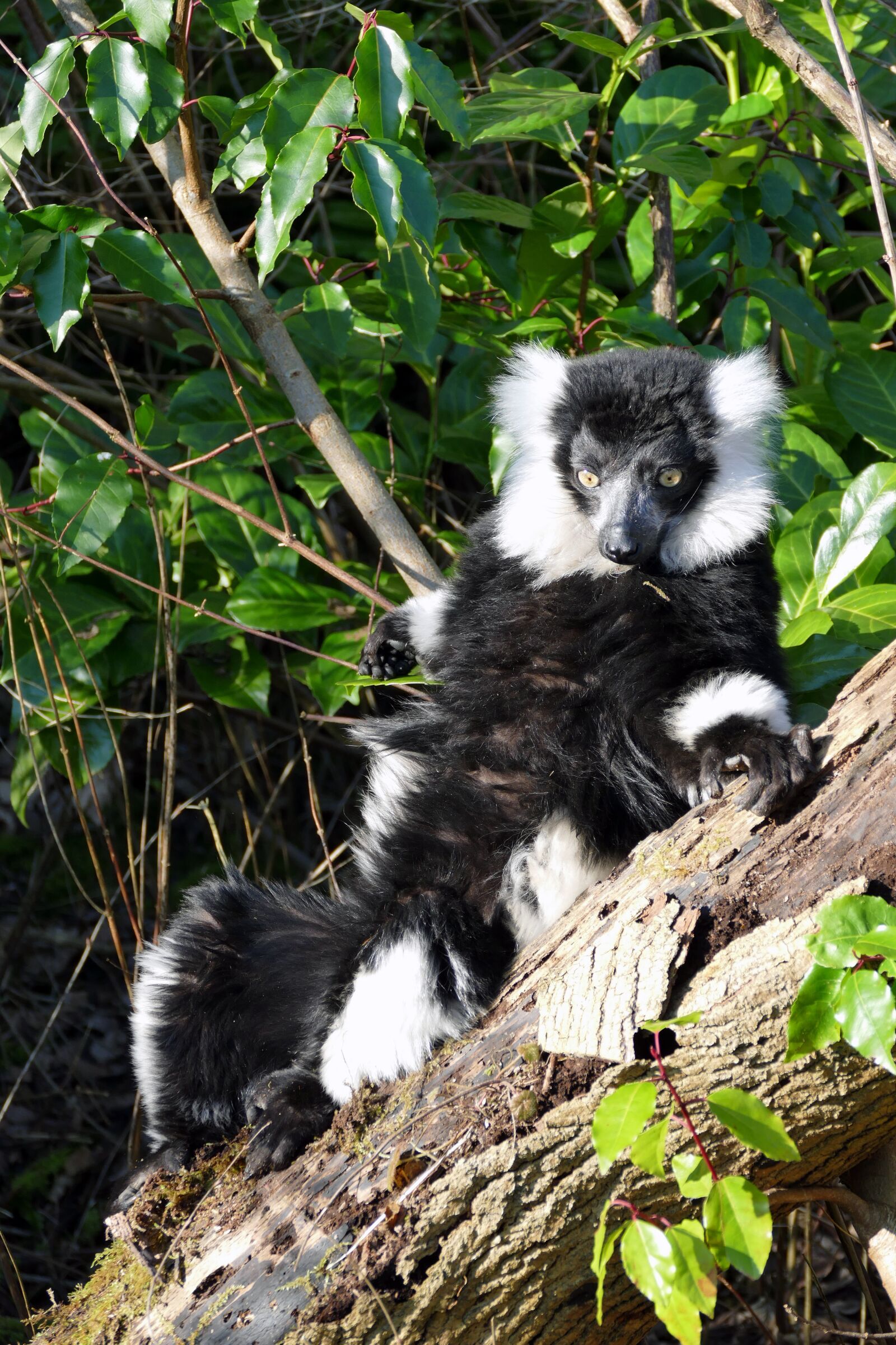 Panasonic Lumix DMC-FZ1000 sample photo. Lemur, mammal, nature photography