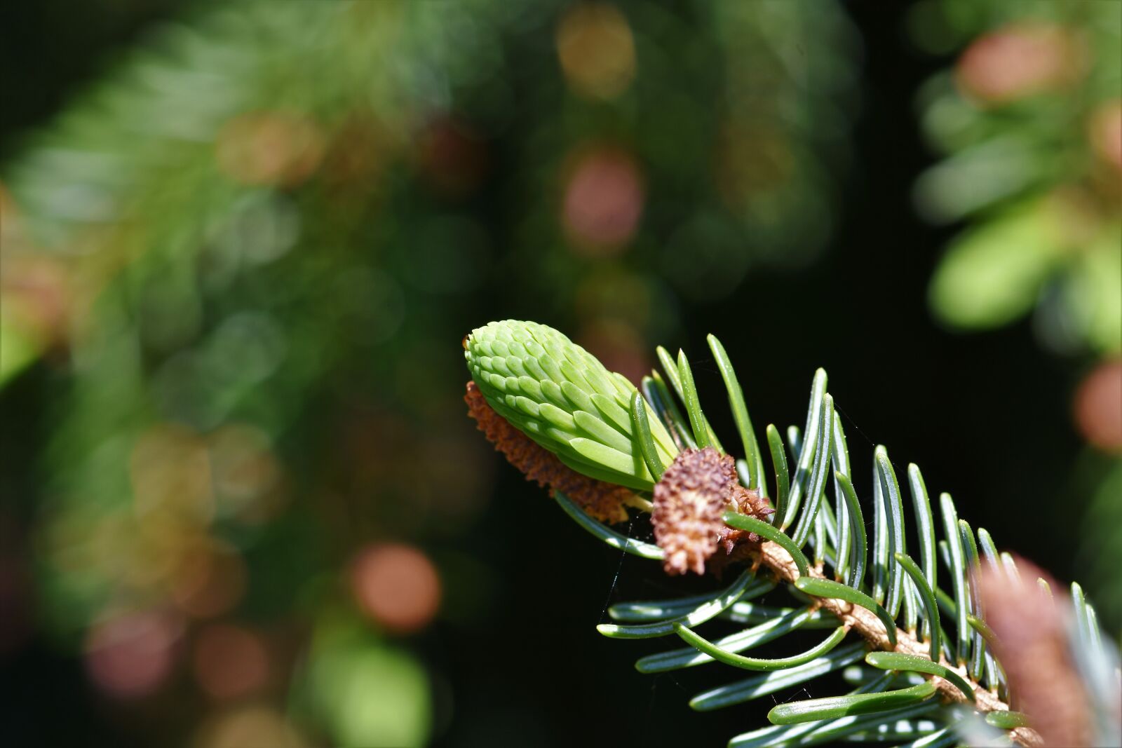 Nikon D7200 sample photo. Pine branch, spruce drive photography