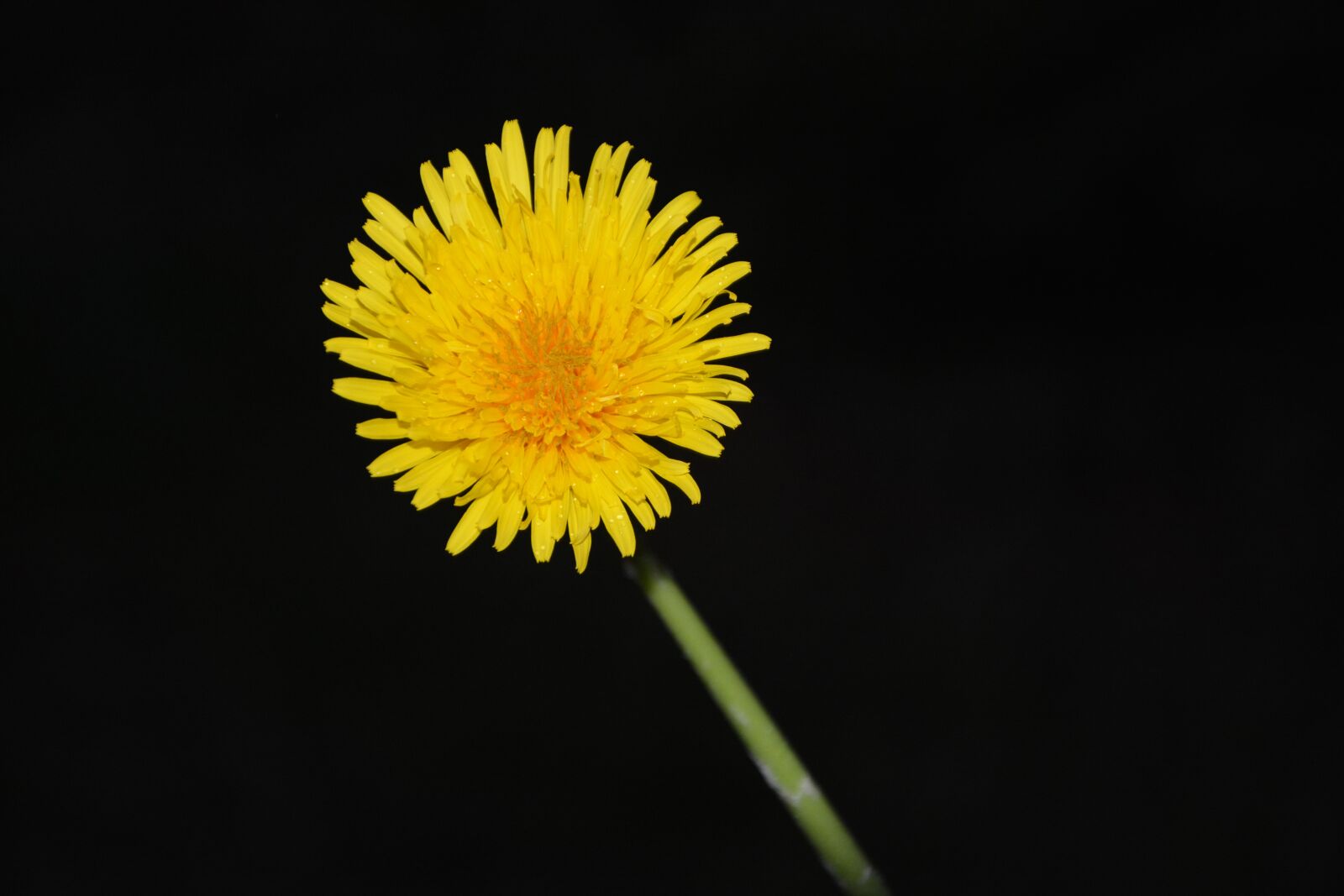 Nikon D5200 sample photo. Flower, flower dandelion, yellow photography