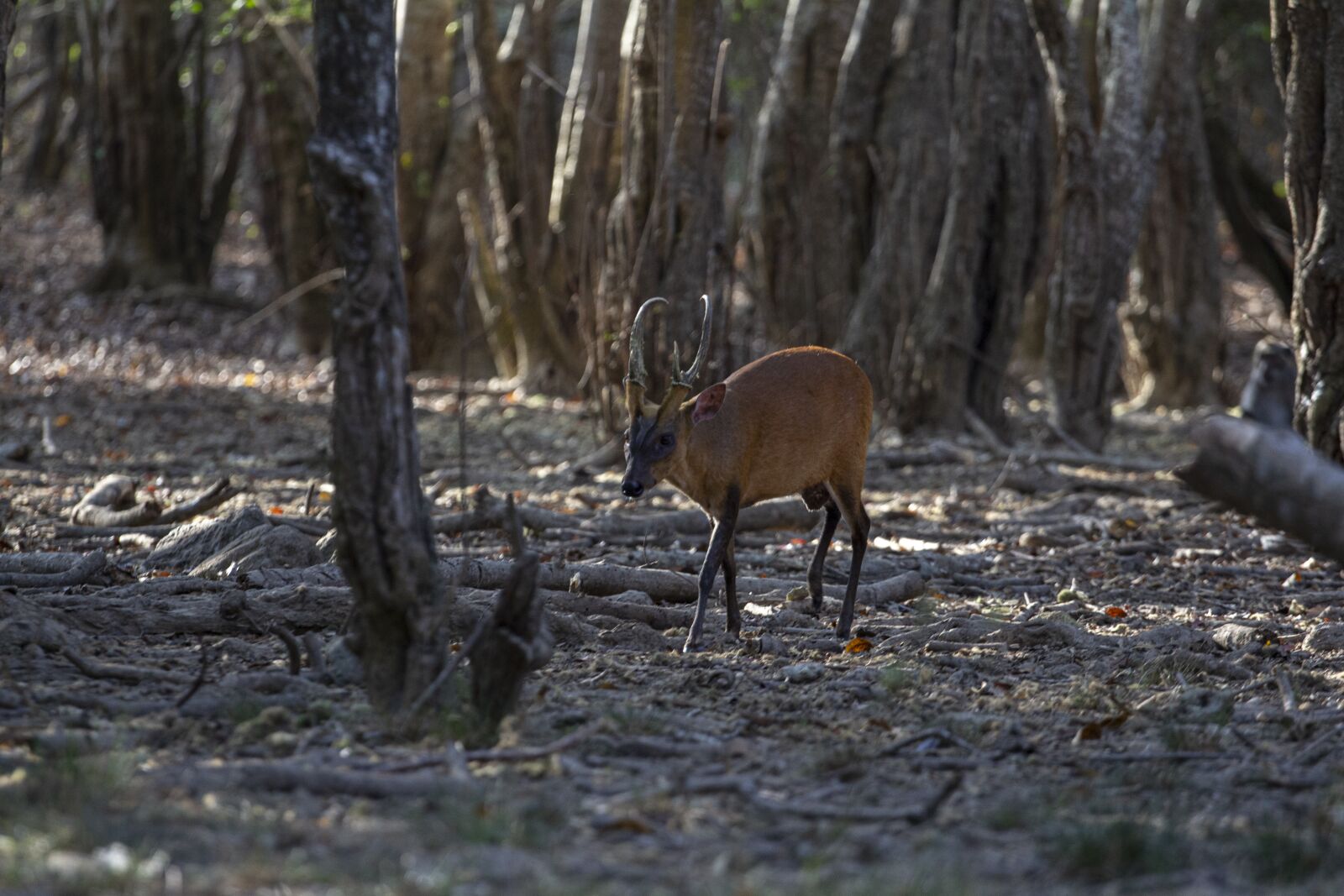 Canon EF 70-200mm F4L USM sample photo. Deer, wild, animal photography