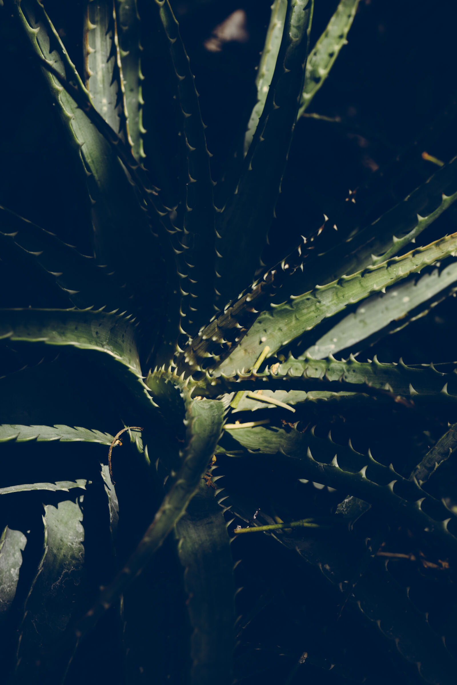 Sony a7 II + Sony FE 28-70mm F3.5-5.6 OSS sample photo. Blur, botanical, cactus, close photography