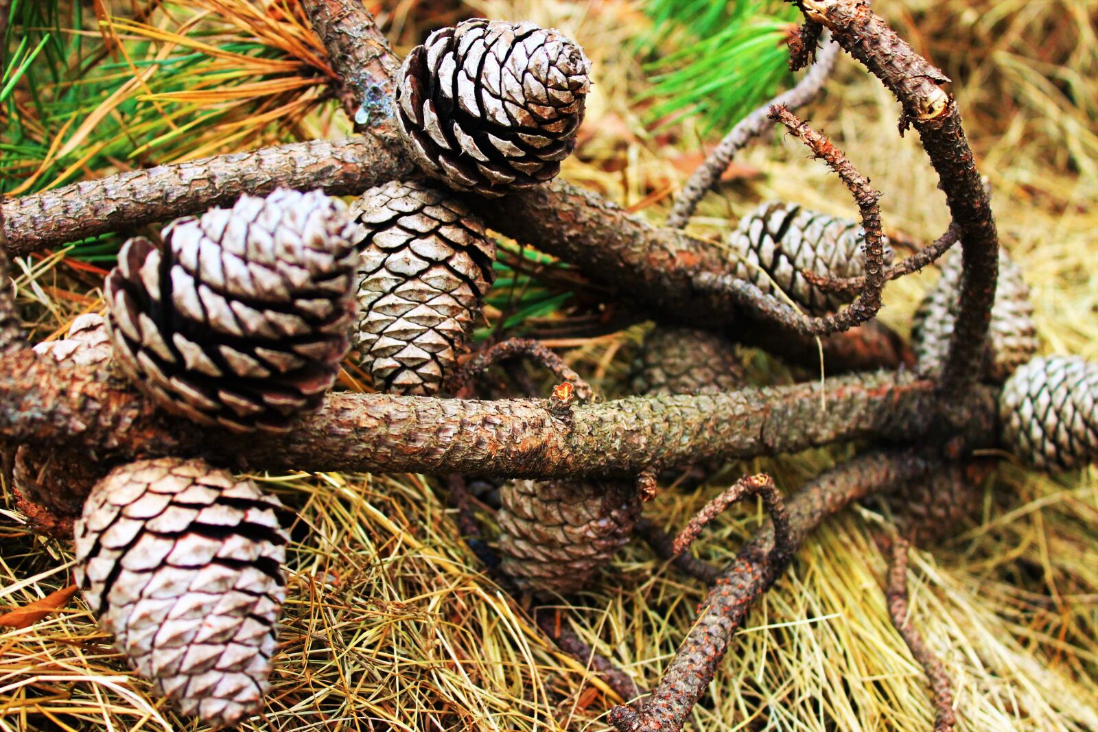 Canon EOS 1100D (EOS Rebel T3 / EOS Kiss X50) sample photo. Pine, cone, pine cone photography