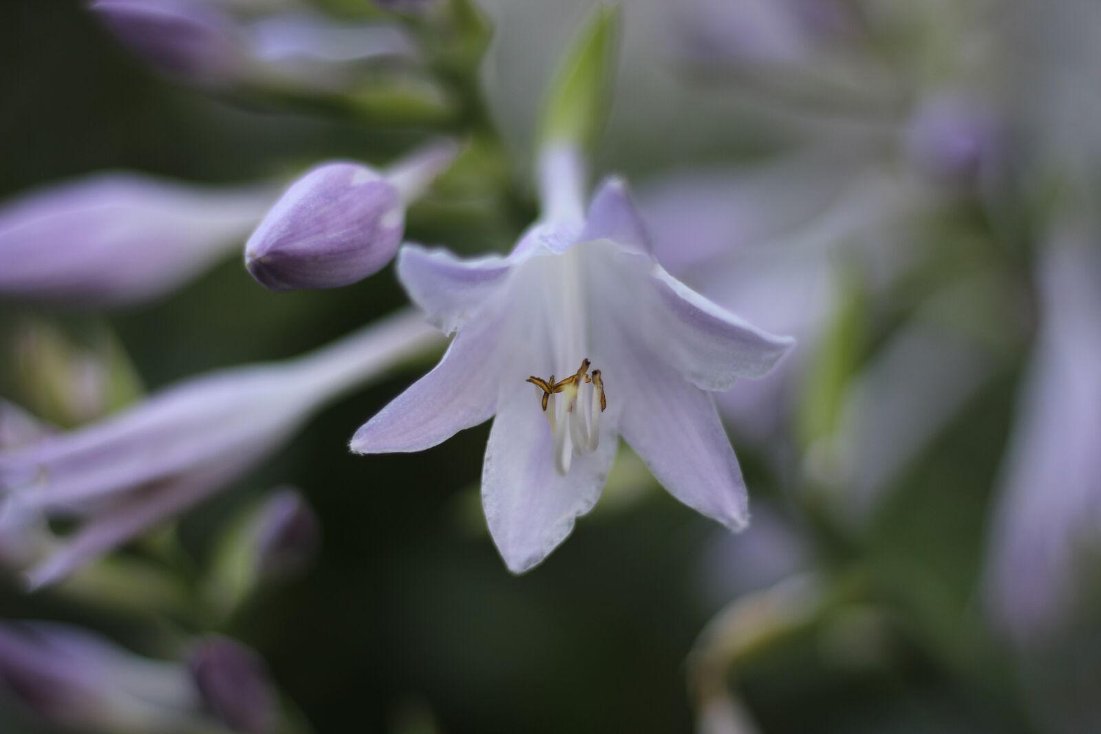 Canon EOS 1200D (EOS Rebel T5 / EOS Kiss X70 / EOS Hi) sample photo. Hosta, flower, floral photography