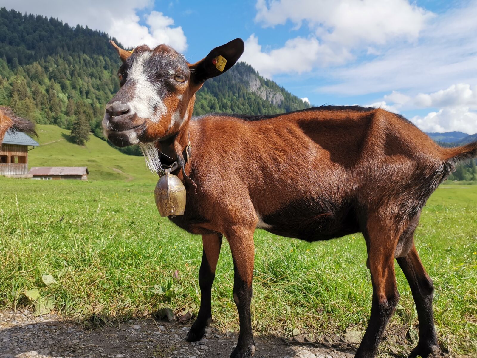 HUAWEI LYA-L29 sample photo. Goat, animal, nature photography