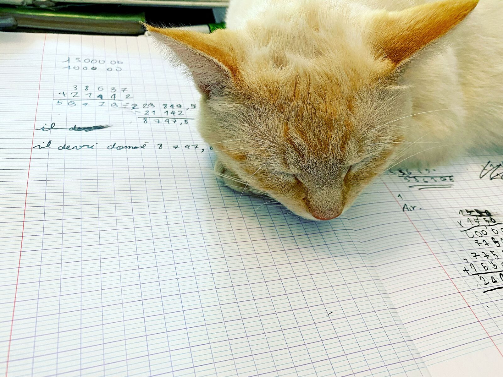 Apple iPhone 11 Pro sample photo. Cat, school, mathematics photography