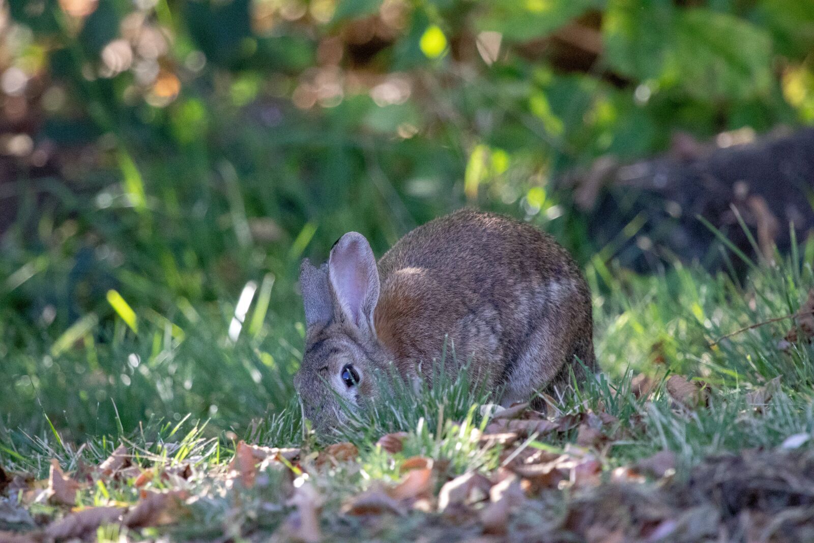 Canon EF 100-400mm F4.5-5.6L IS USM sample photo. Grass, nature, rabbit photography