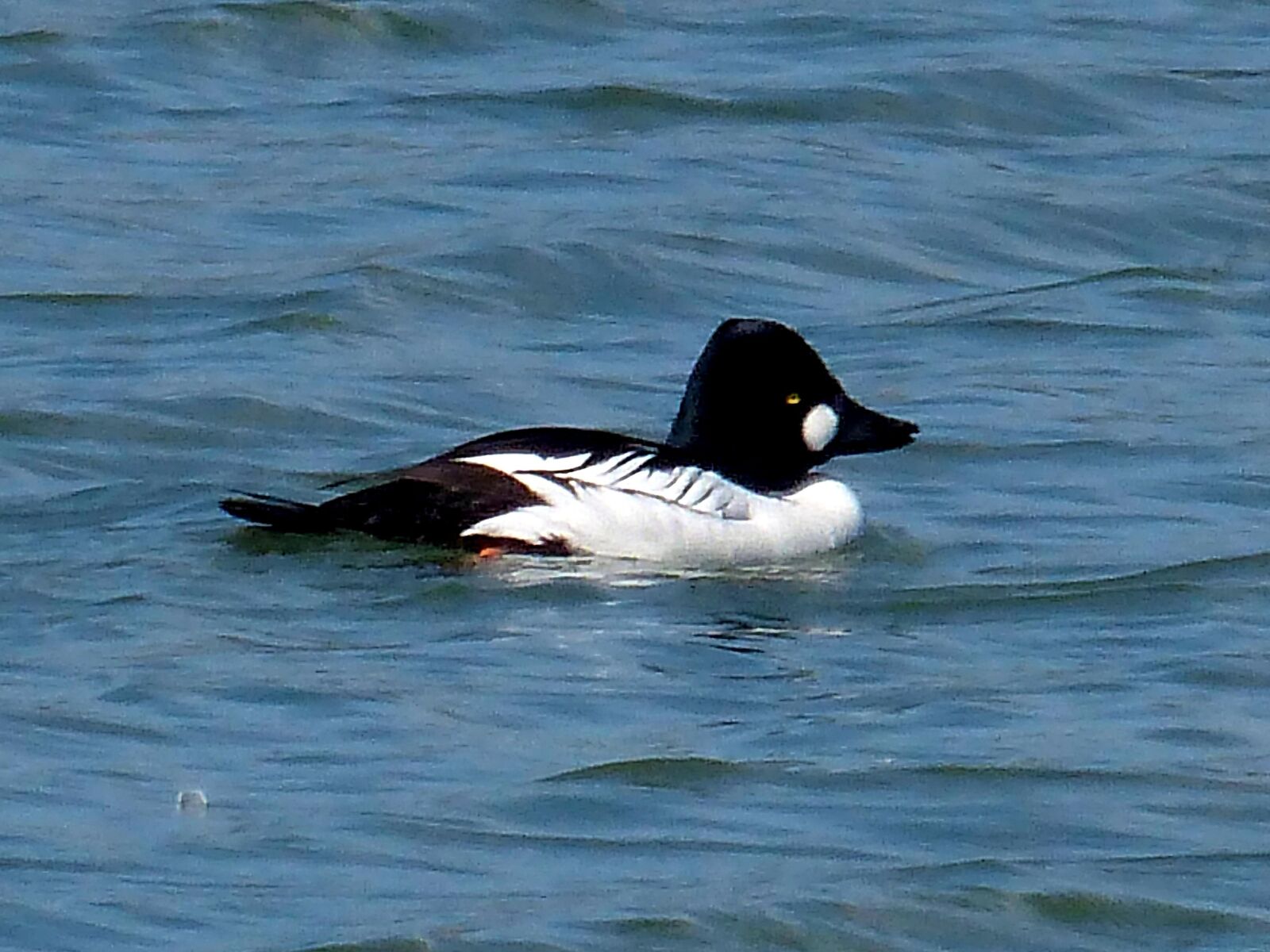 Panasonic Lumix DMC-FZ200 sample photo. Goldeneye, bird, waterfowl photography