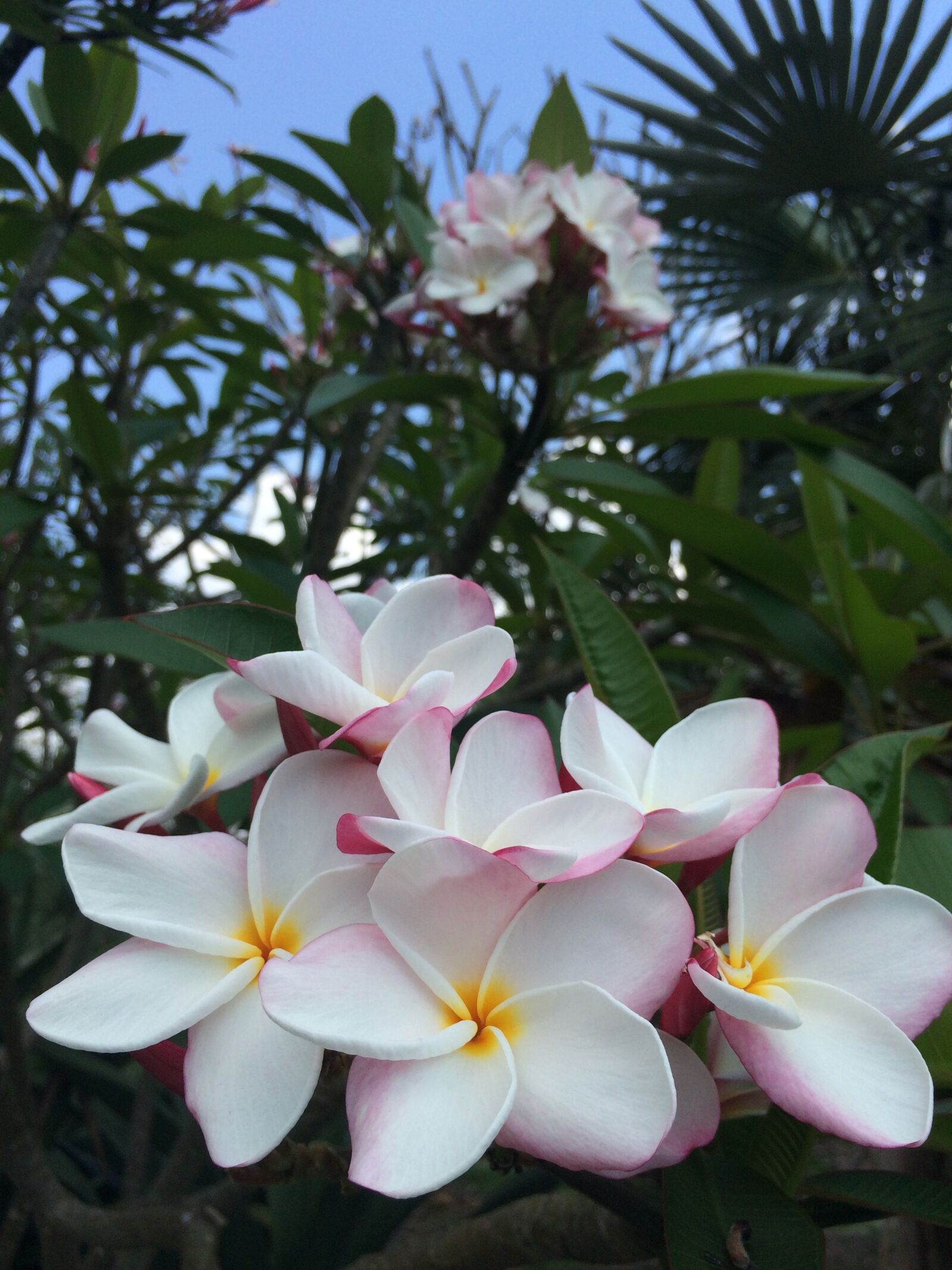 Apple iPhone 5s sample photo. Flower, wild, wild flower photography