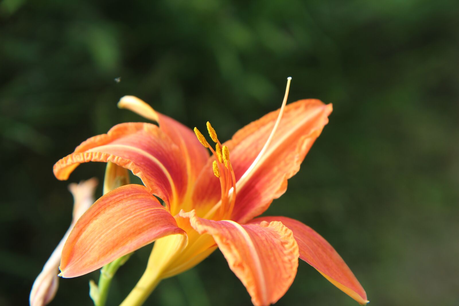 Canon EOS 600D (Rebel EOS T3i / EOS Kiss X5) sample photo. Lys, oriental lily, orange photography