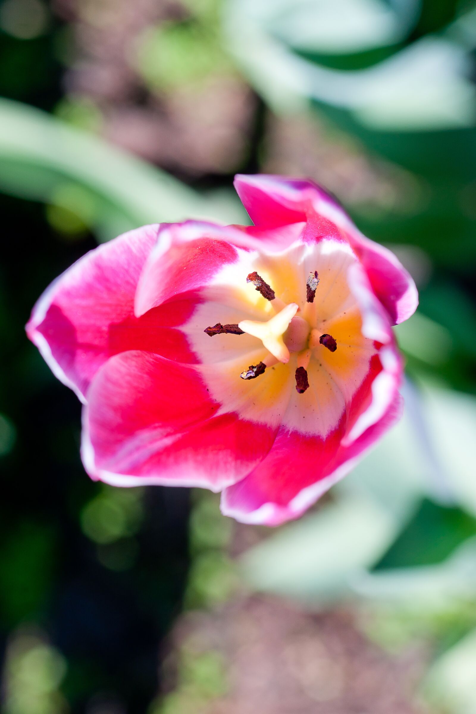 Minolta AF 50mm F3.5 Macro sample photo. Nature, flower, tulip photography