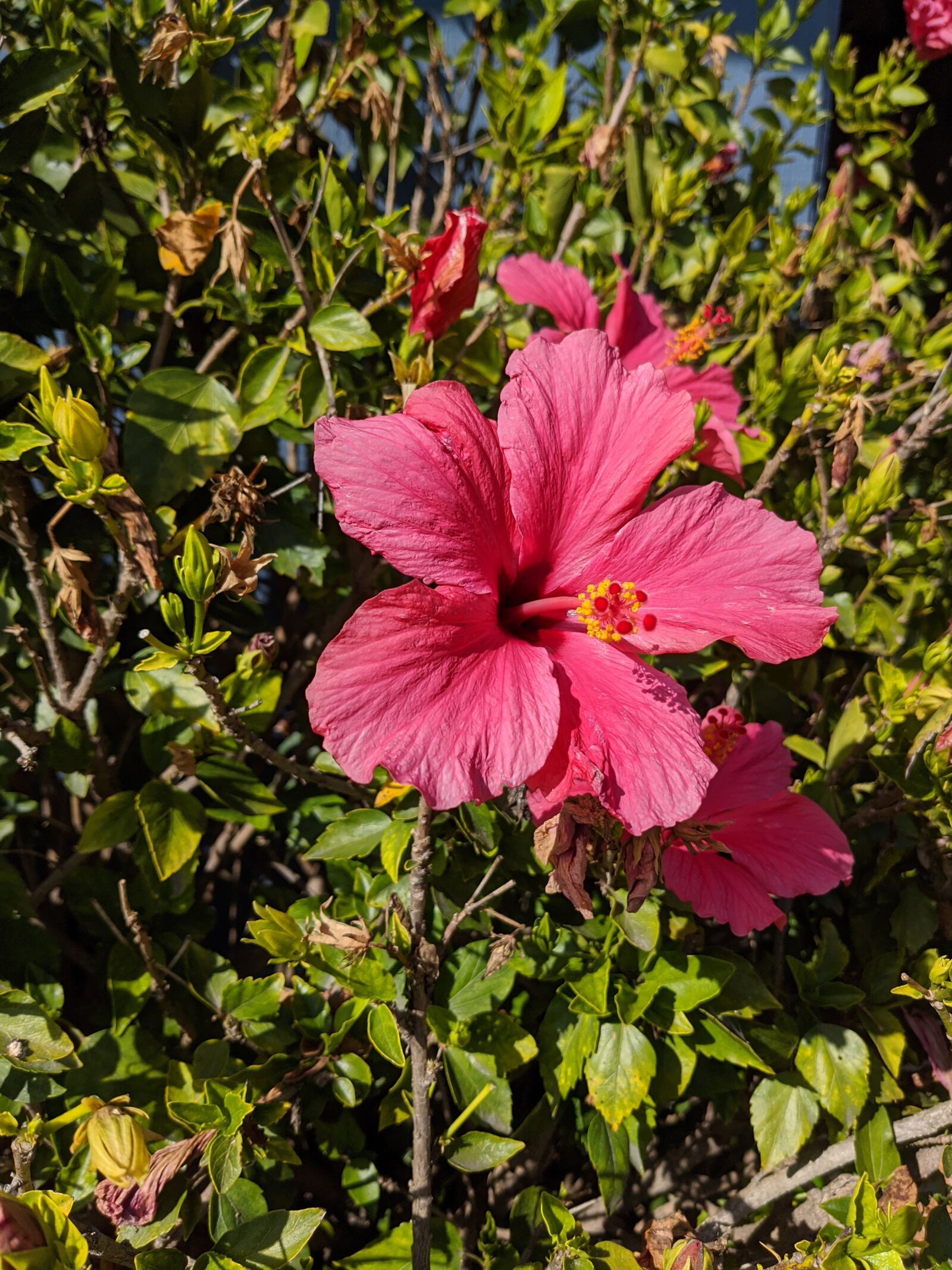Google Pixel 4 XL sample photo. Hibiscus, pink, flower photography