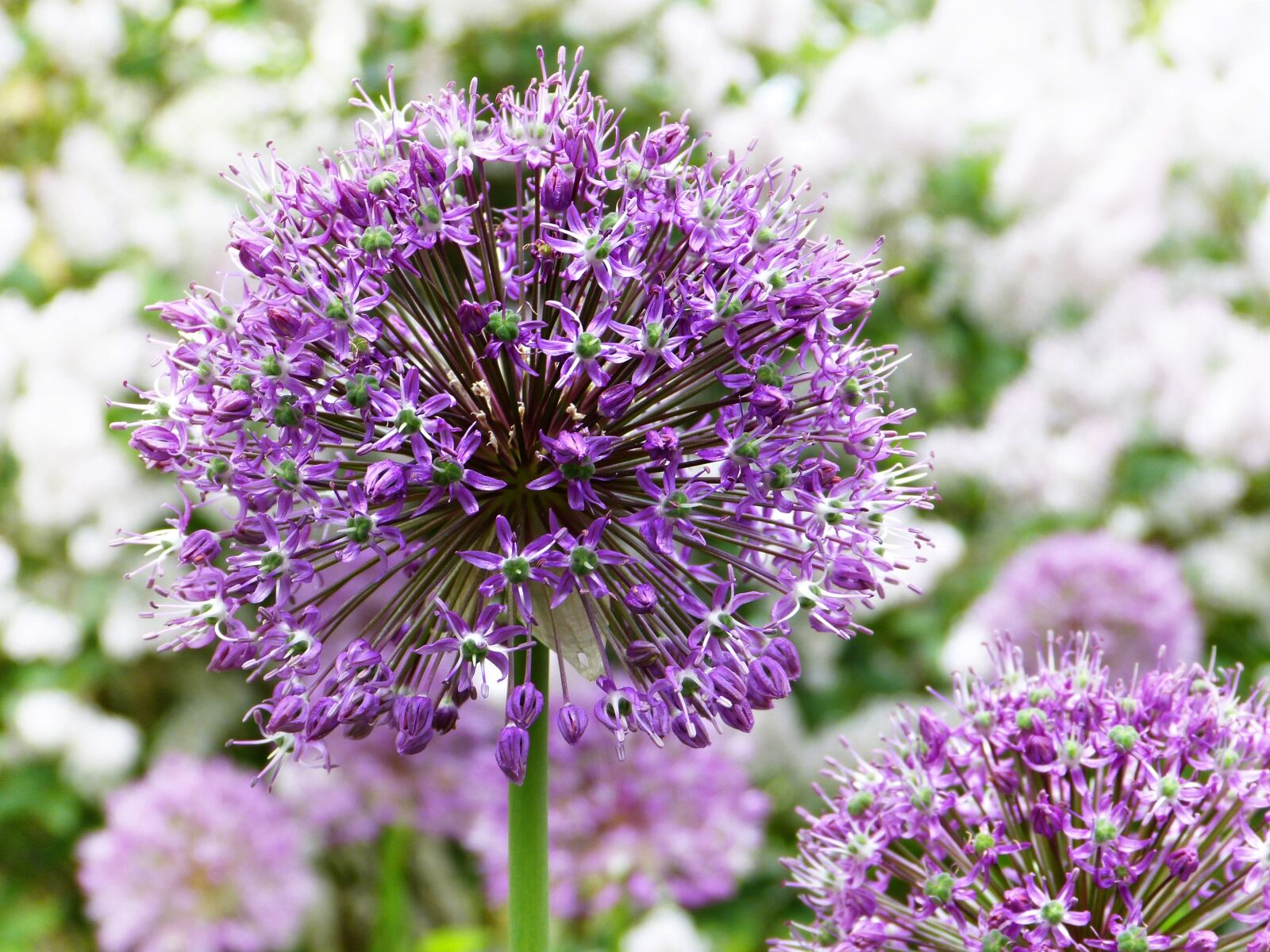 Panasonic Lumix DMC-FZ150 sample photo. Ornamental onion, purple, plant photography