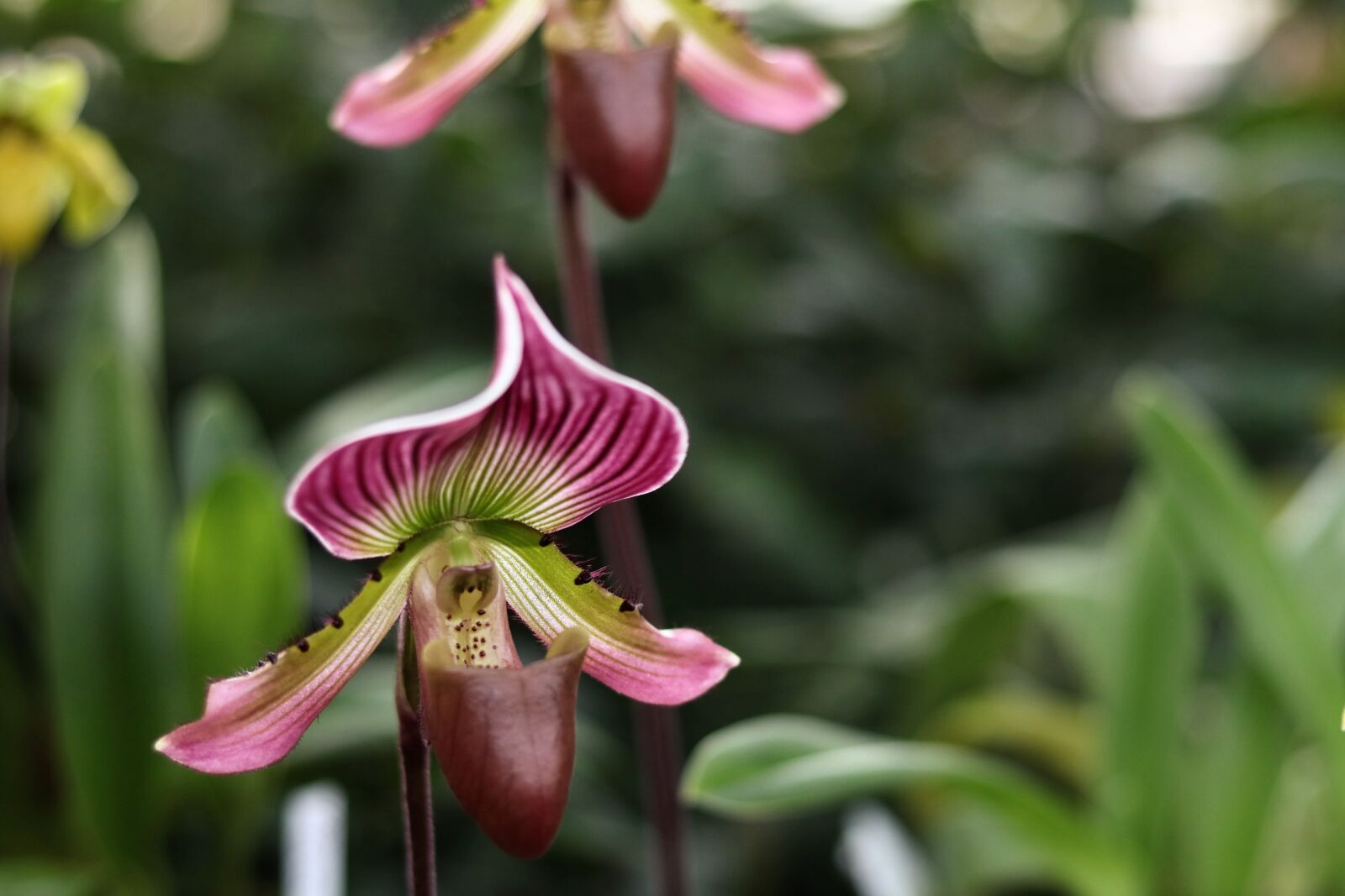 Canon EOS 750D (EOS Rebel T6i / EOS Kiss X8i) sample photo. Flower, nature, plant photography