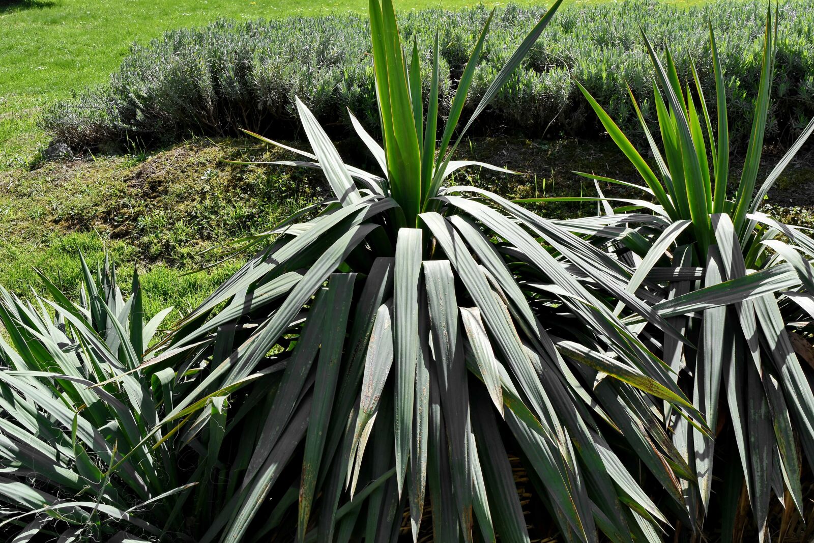 Nikon D5500 sample photo. Yucca, tree, flora, shrub photography