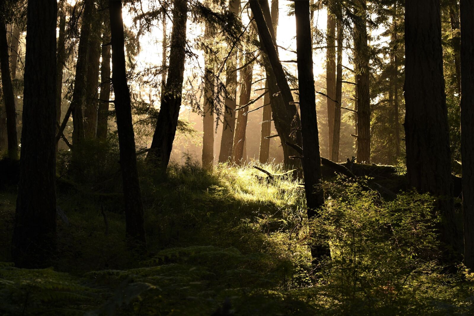 Nikon D500 sample photo. Forest, trees, ray of photography