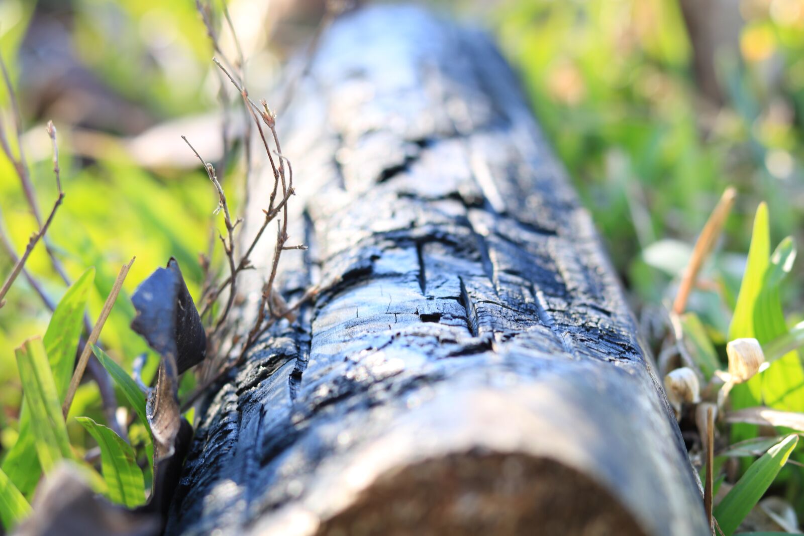 Canon EOS 750D (EOS Rebel T6i / EOS Kiss X8i) + Canon EF 50mm F1.8 STM sample photo. Firewood, trunk burned, tree photography