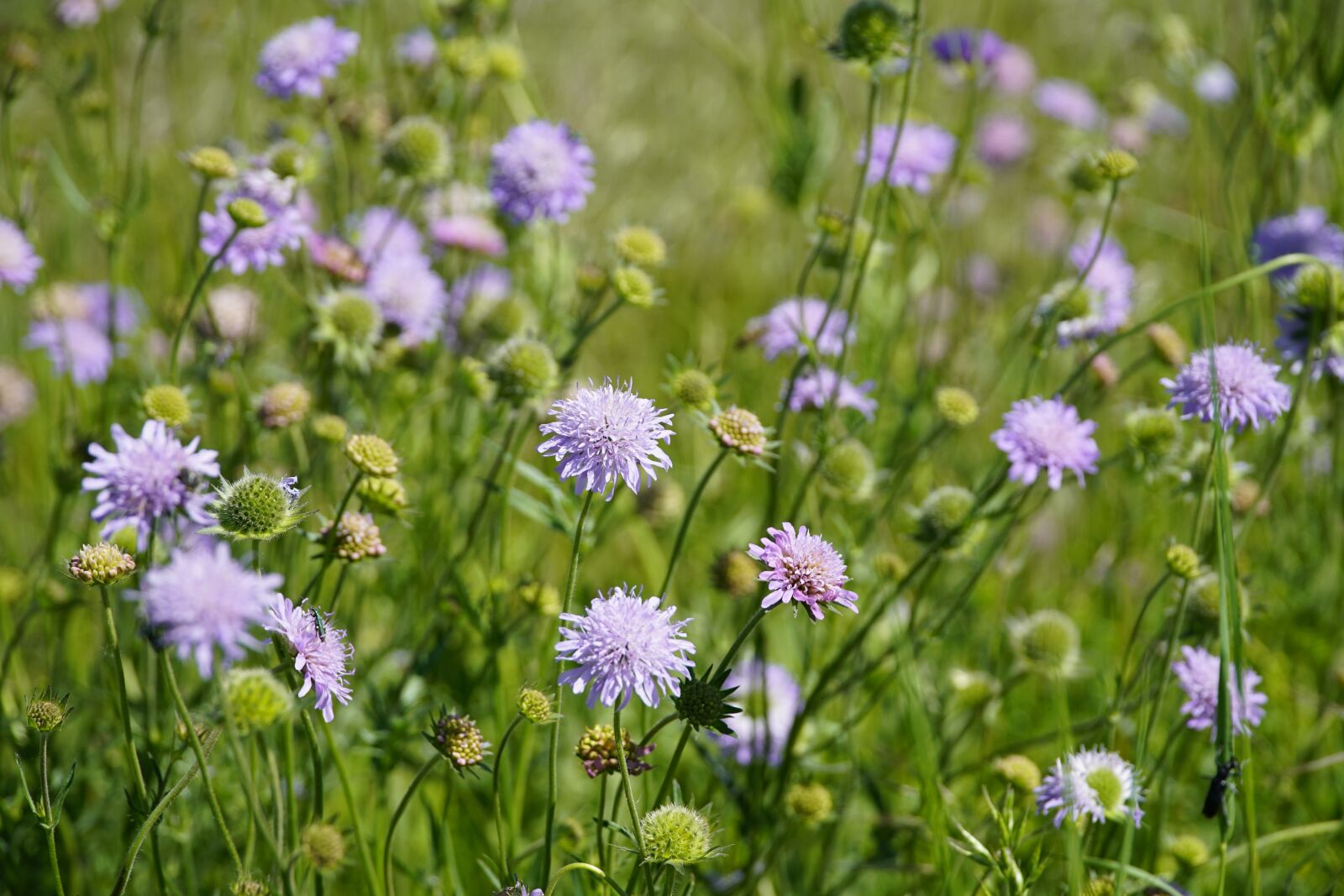 Sony a7R II + Sony E PZ 18-105mm F4 G OSS sample photo. Wallpaper, summer, scabious photography