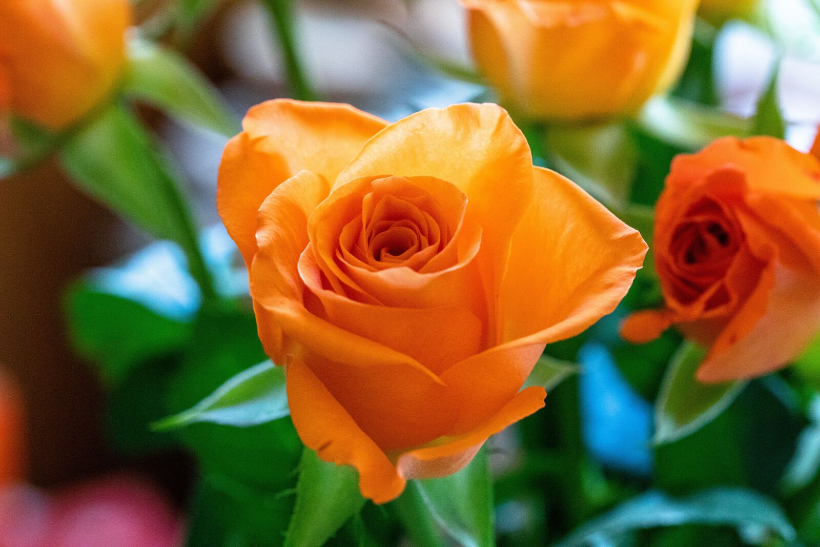 Canon EOS 5D Mark IV sample photo. Rose, orange, flower photography