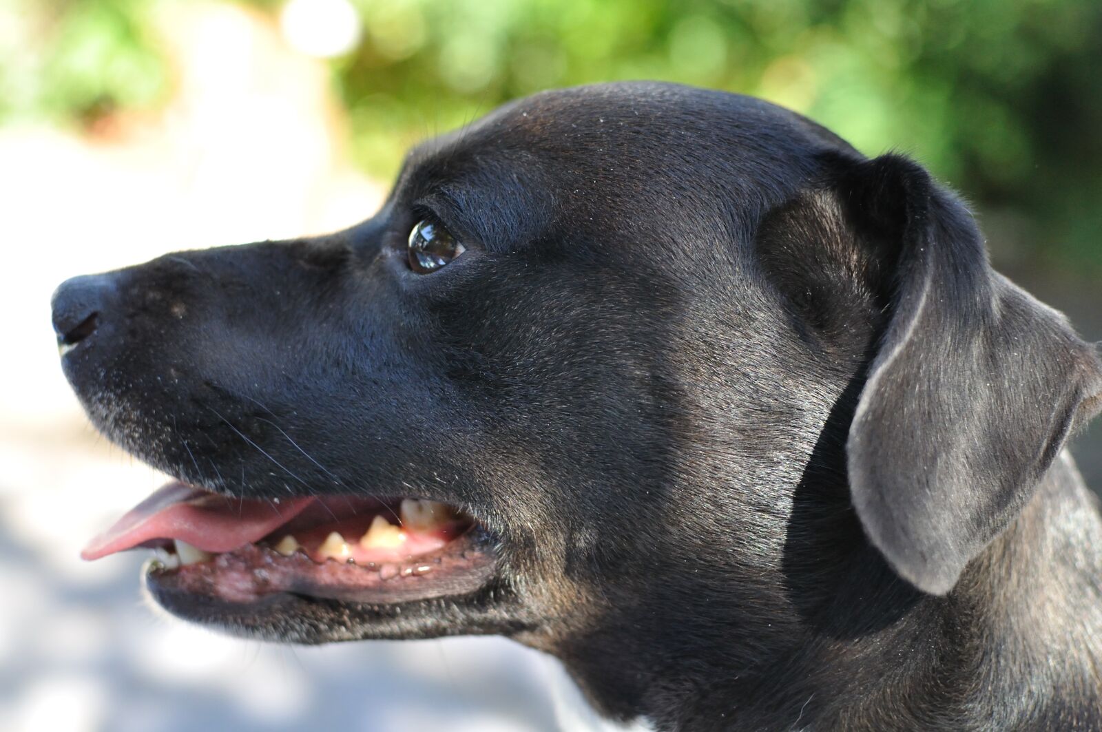 Nikon D5000 sample photo. Dog, black, profile photography