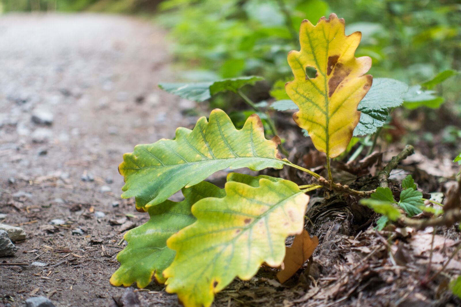 Sony Cyber-shot DSC-RX100 III sample photo. Leaf, leaves, autumn photography