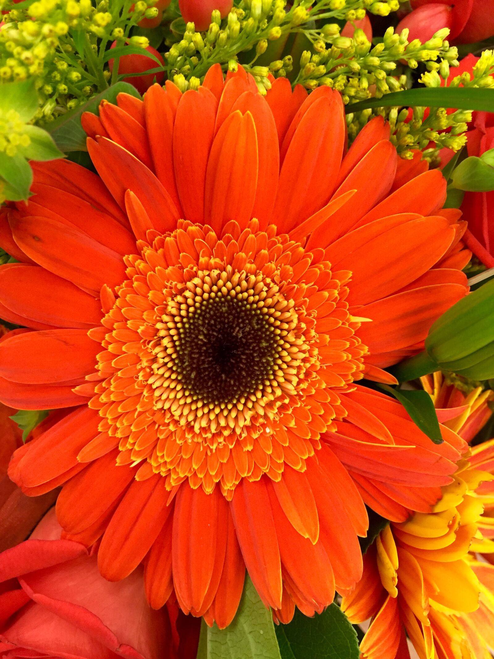 iPhone 6 Plus back camera 4.15mm f/2.2 sample photo. Nature, spring, orange, flower photography
