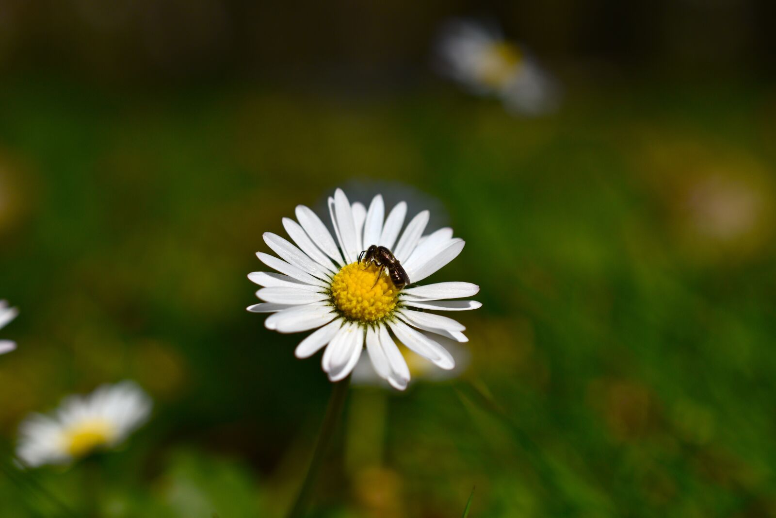 Nikon D5600 sample photo. Daisy, flower, insect photography