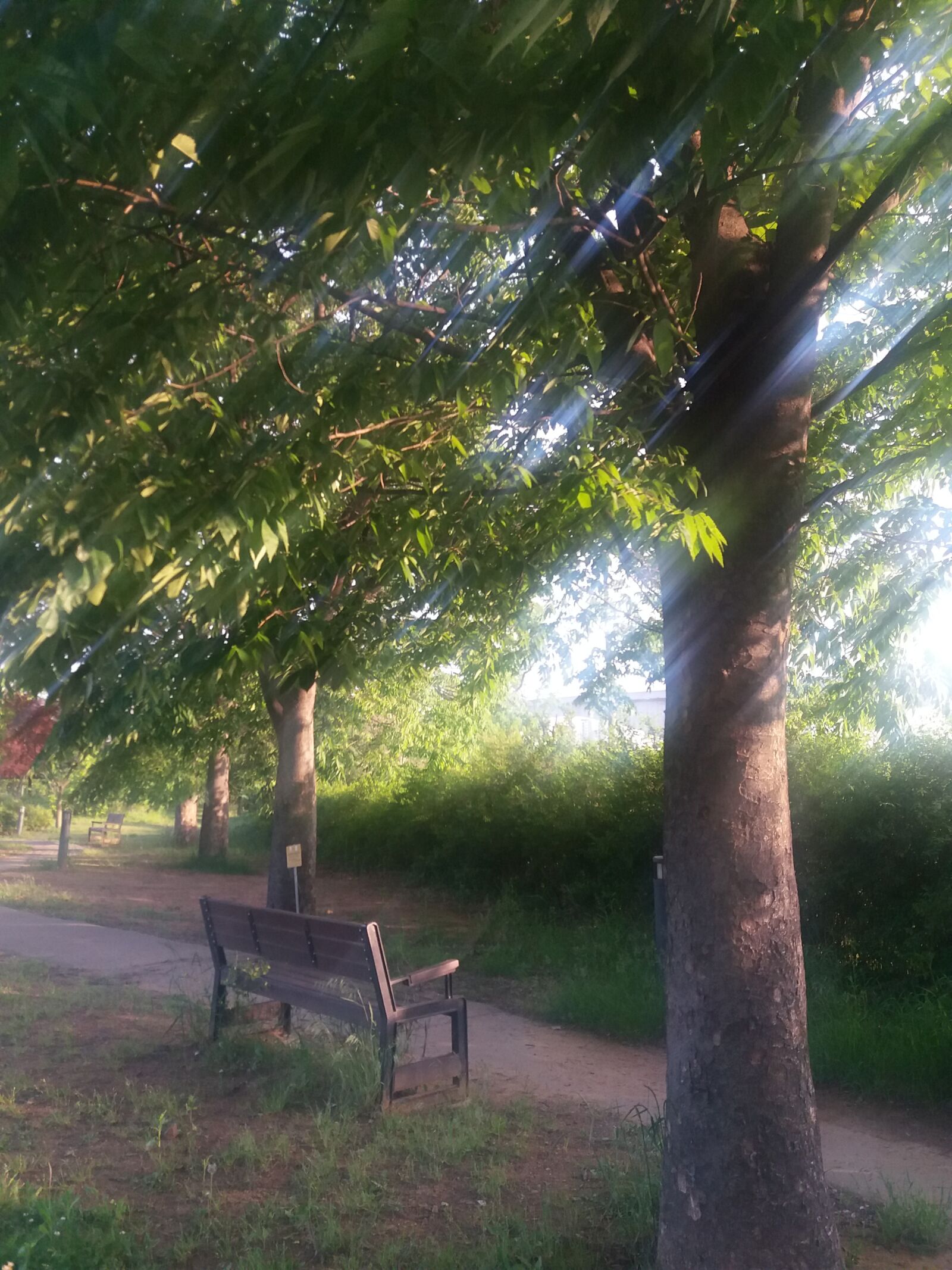 Samsung Galaxy J5(2016) sample photo. Park, bench, forest road photography