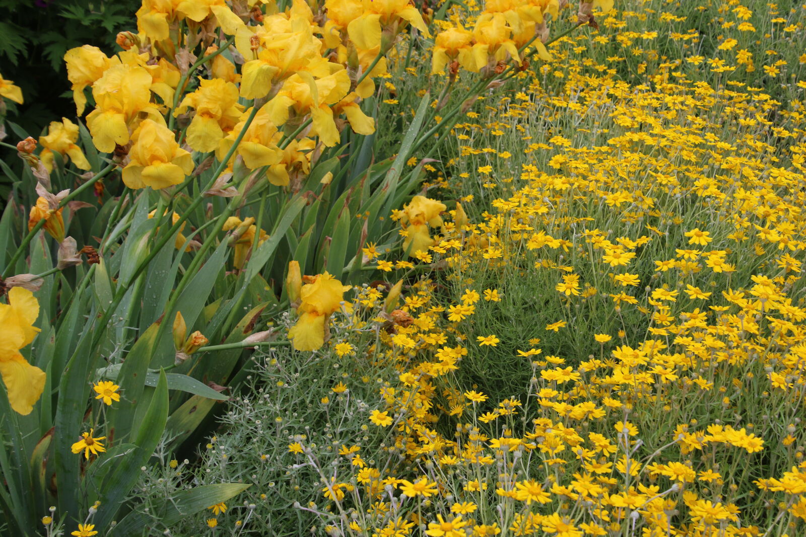 Canon EOS 7D Mark II sample photo. Flower, bed, flowers, garden photography