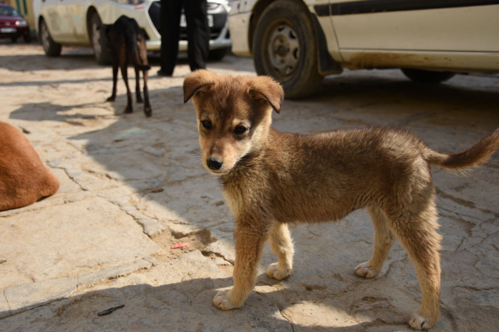 Nikon D5600 sample photo. Puppy, dog, breed photography