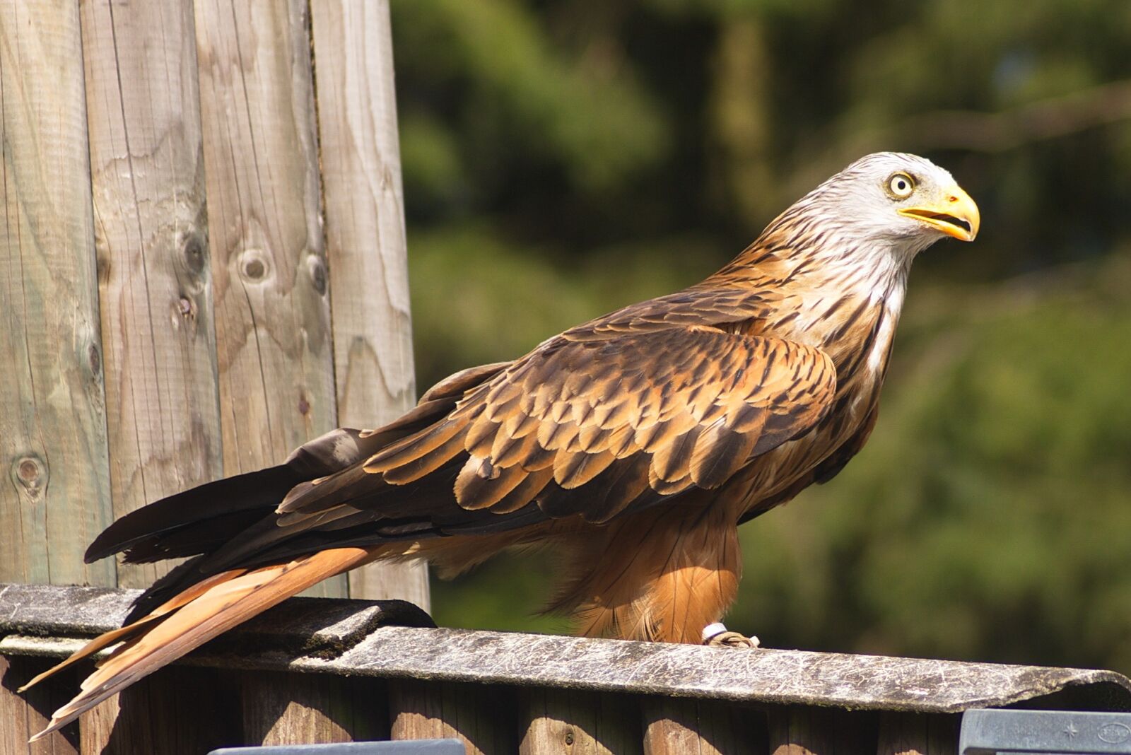 Pentax K100D sample photo. Bird of prey, griffin photography