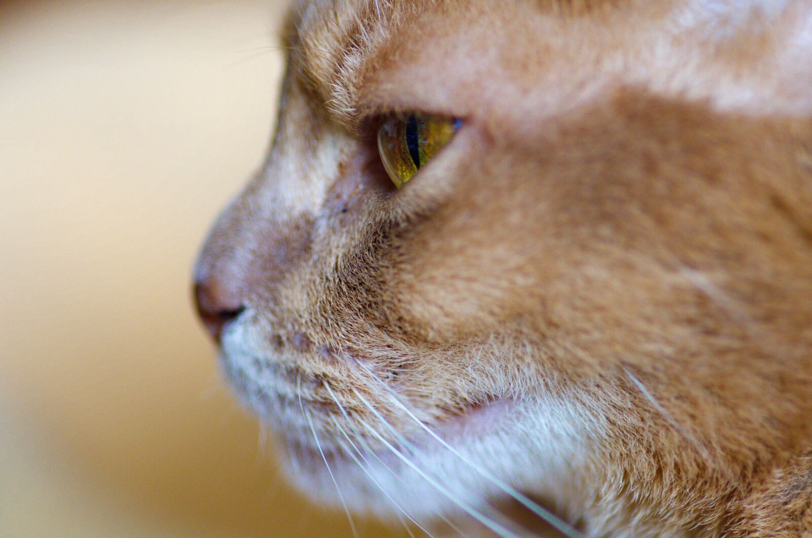 Pentax K-50 sample photo. Cat, abyssinian, domestic cat photography