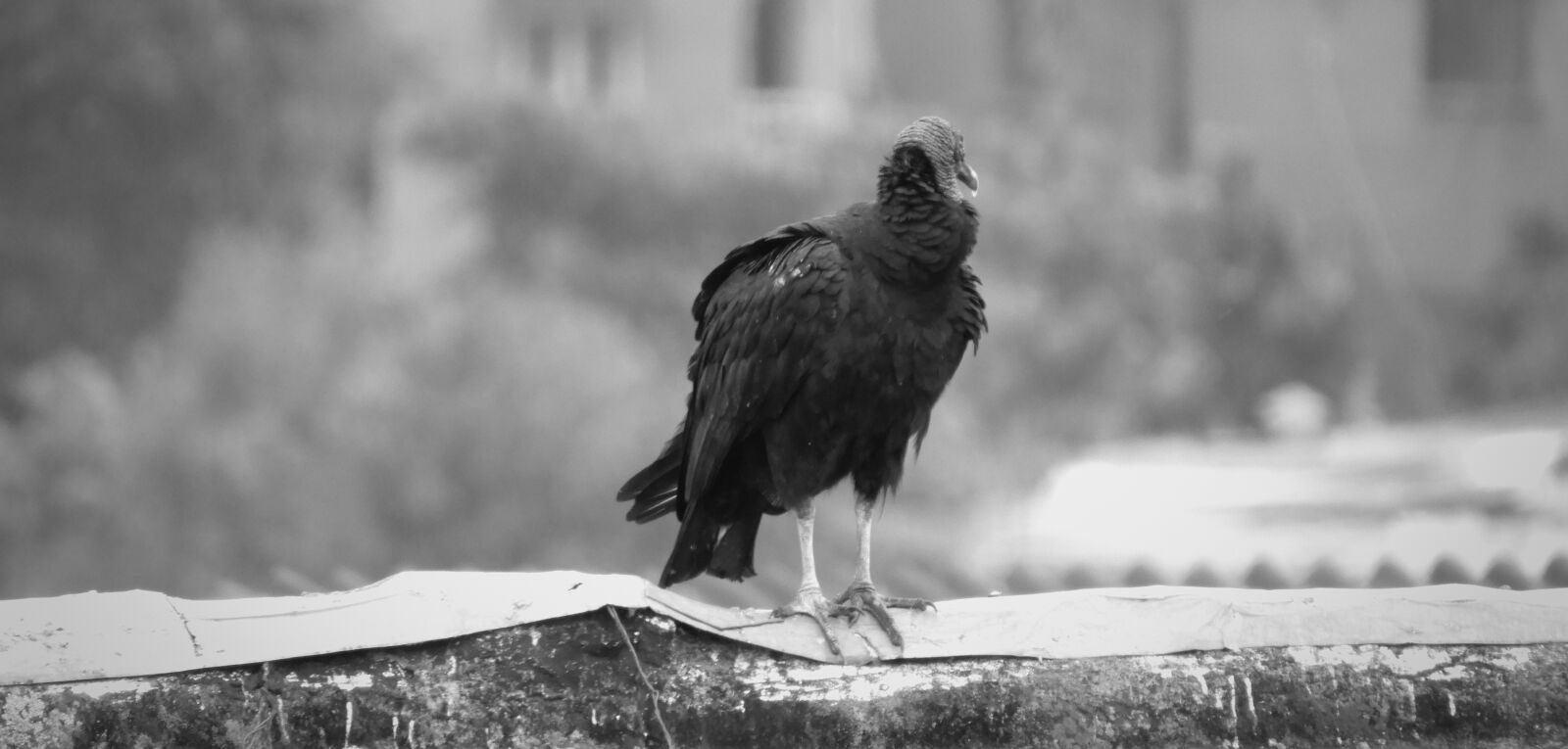 Nikon Coolpix B700 sample photo. Birds, gallinazo, wild life photography