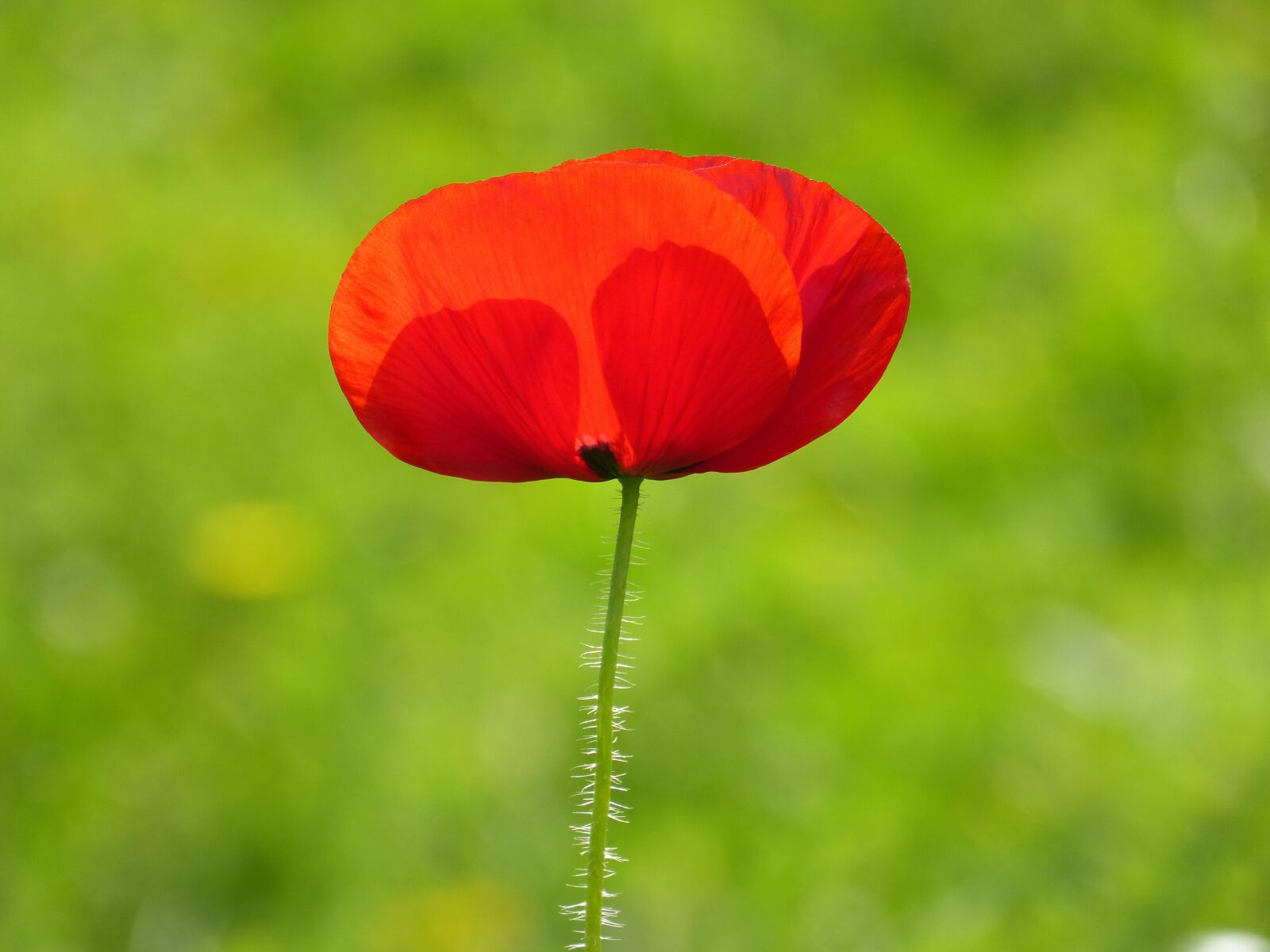 Panasonic DMC-FZ62 sample photo. Poppy, ababol, rosella photography