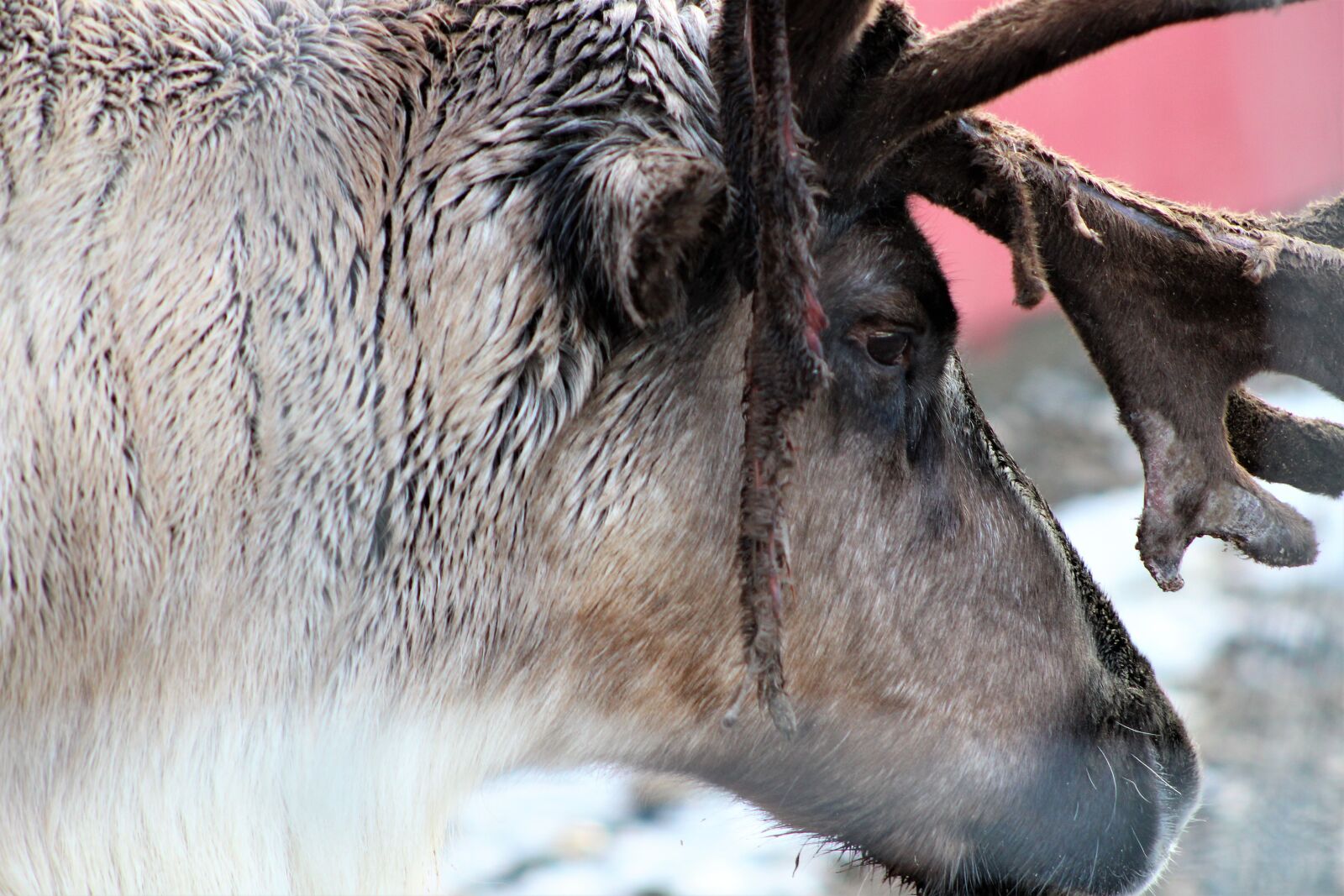 Canon EOS 1300D (EOS Rebel T6 / EOS Kiss X80) sample photo. Reindeer, deer, christmas photography