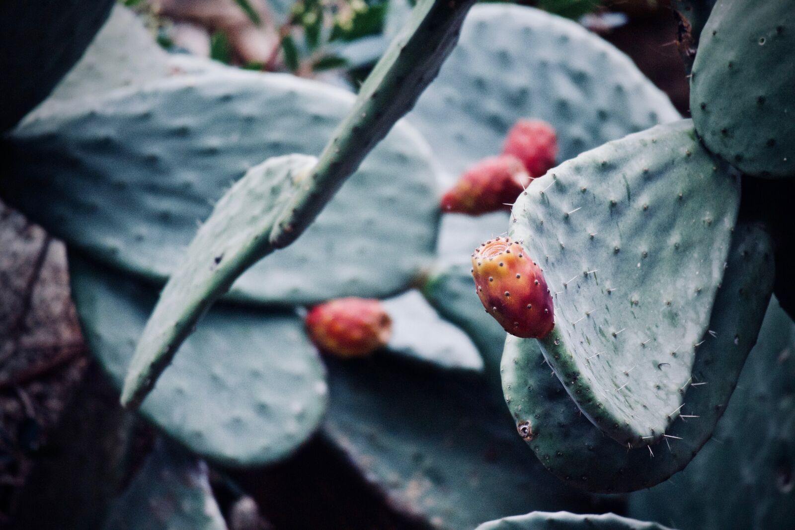 Canon EOS M sample photo. Cactus, fat plants, nature photography