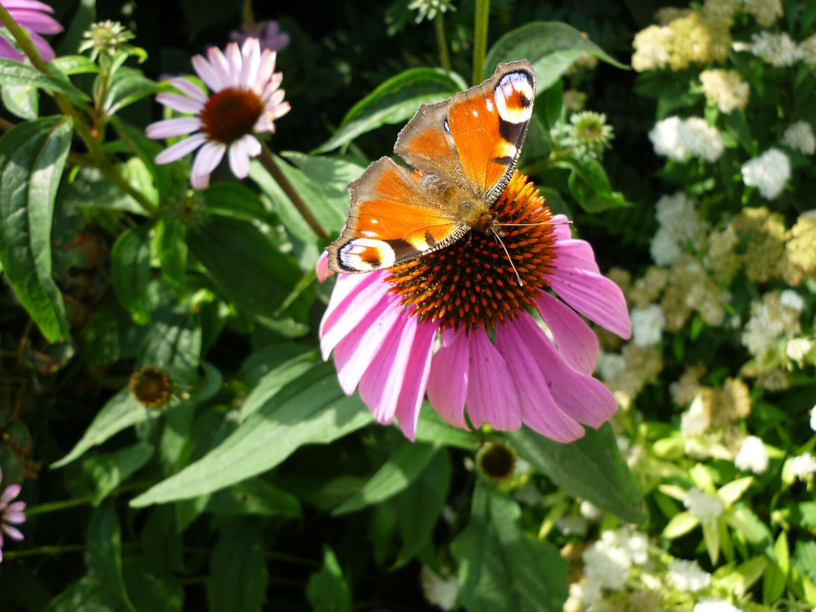 Panasonic Lumix DMC-FS6 sample photo. Peacock, butterfly, animal photography