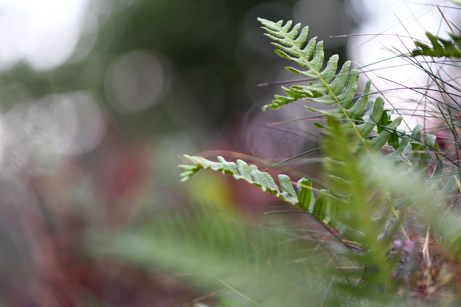 Nikon D500 sample photo. Nature, fern, plant photography