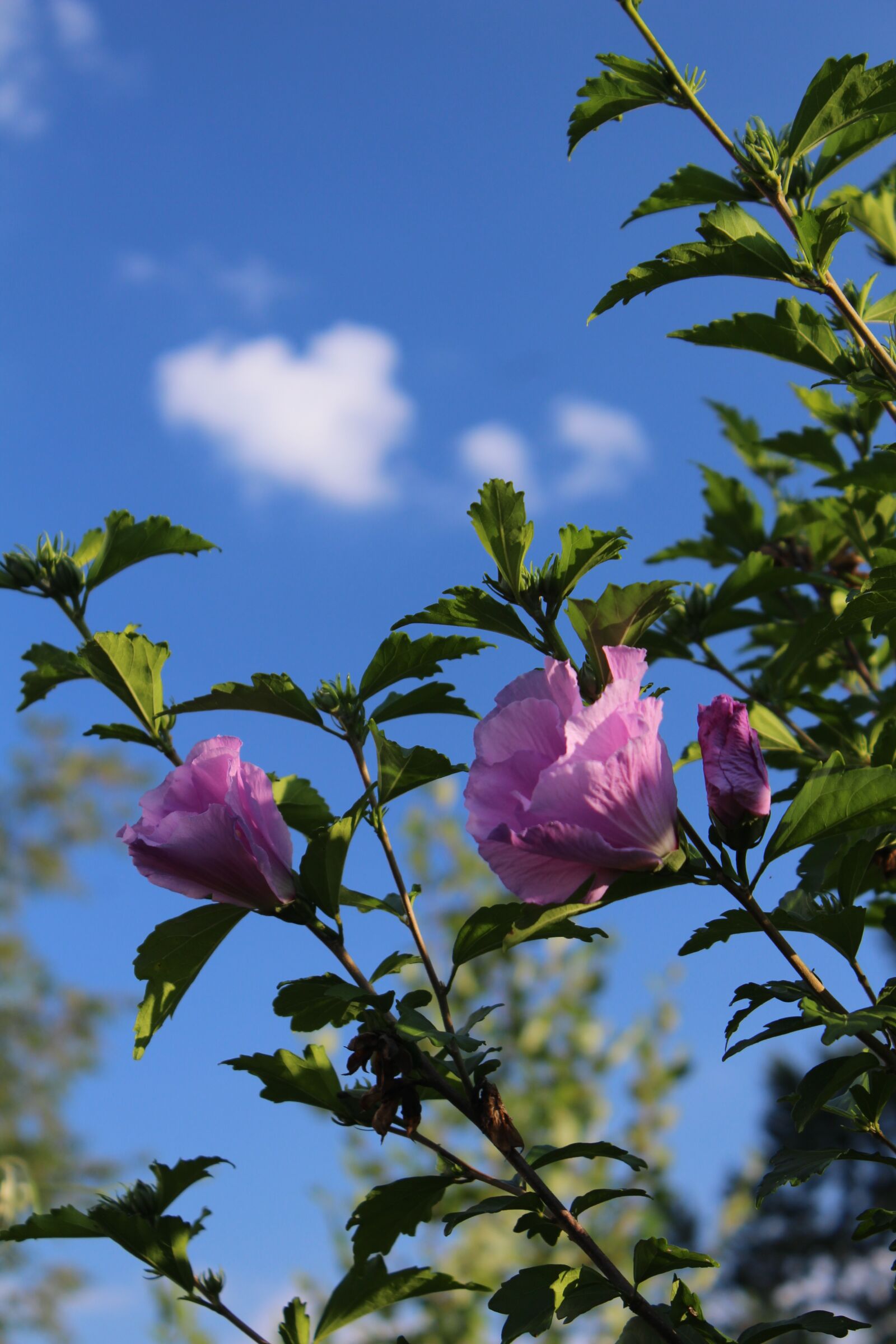 Canon EOS 1200D (EOS Rebel T5 / EOS Kiss X70 / EOS Hi) sample photo. Summer, flower, sky photography