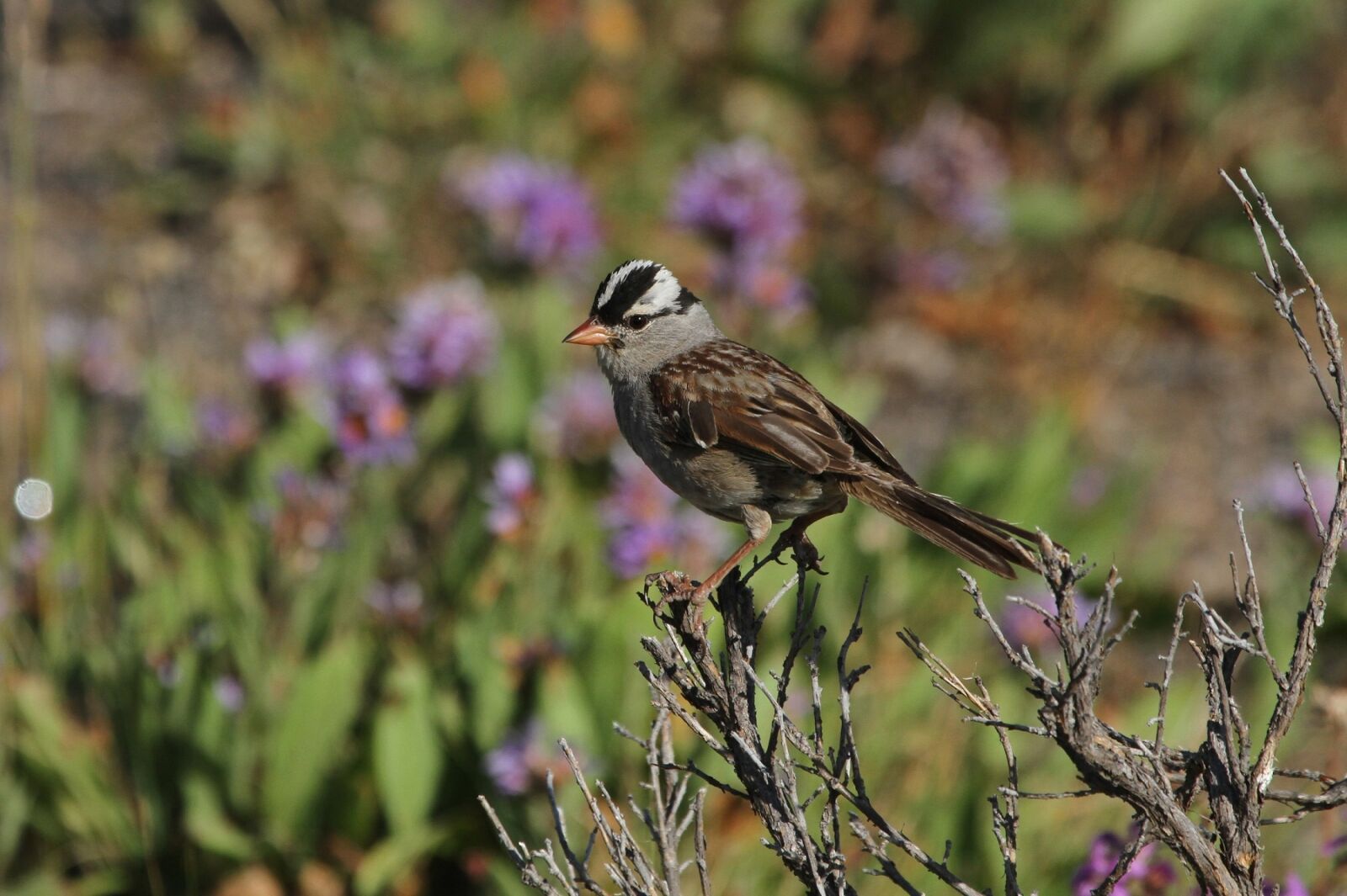 Canon EOS 7D sample photo. White crowned sparrow, bird photography