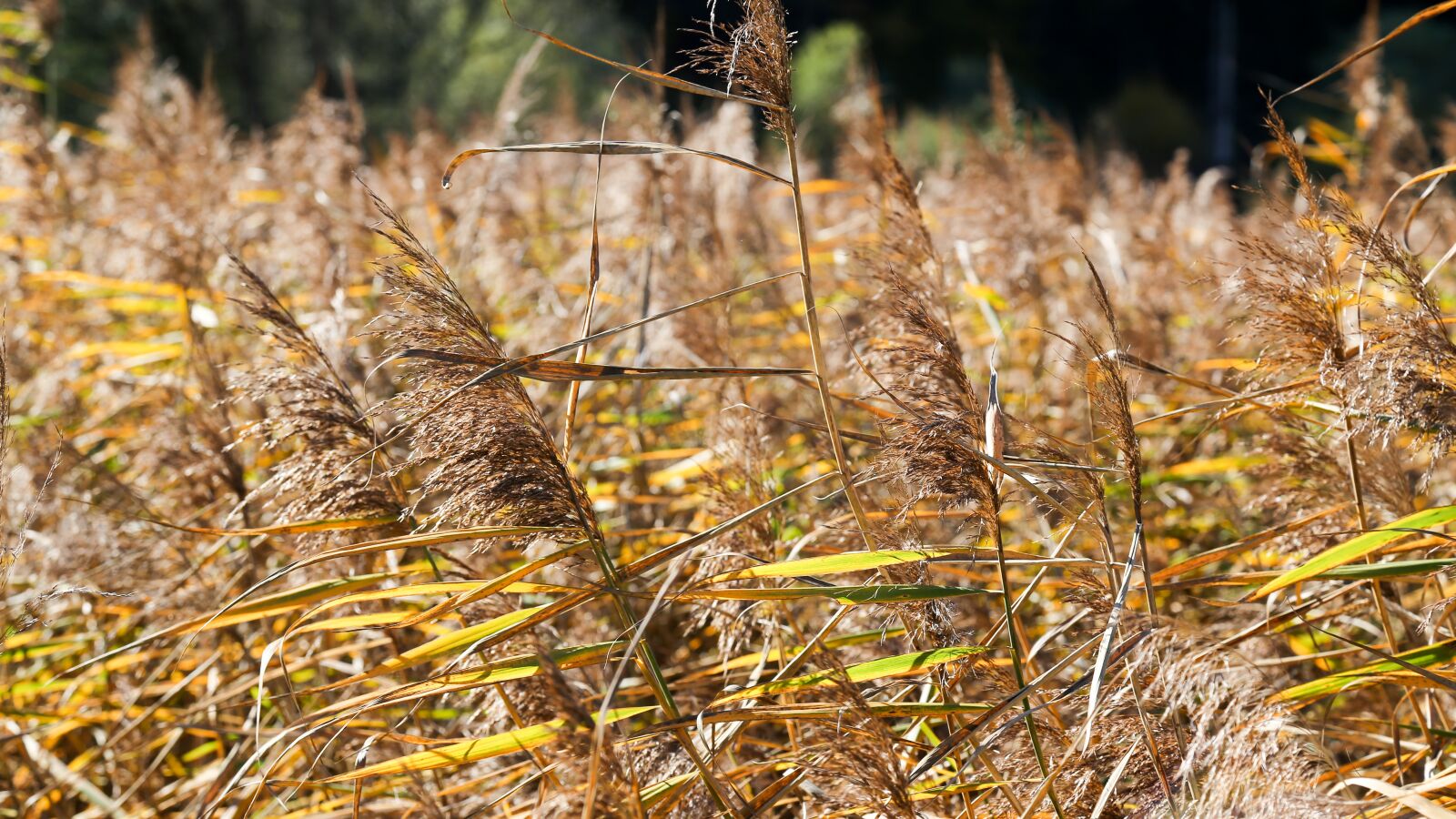 Canon EOS 6D + Canon EF 24-105mm F4L IS USM sample photo. Moor, autumn, adnet photography