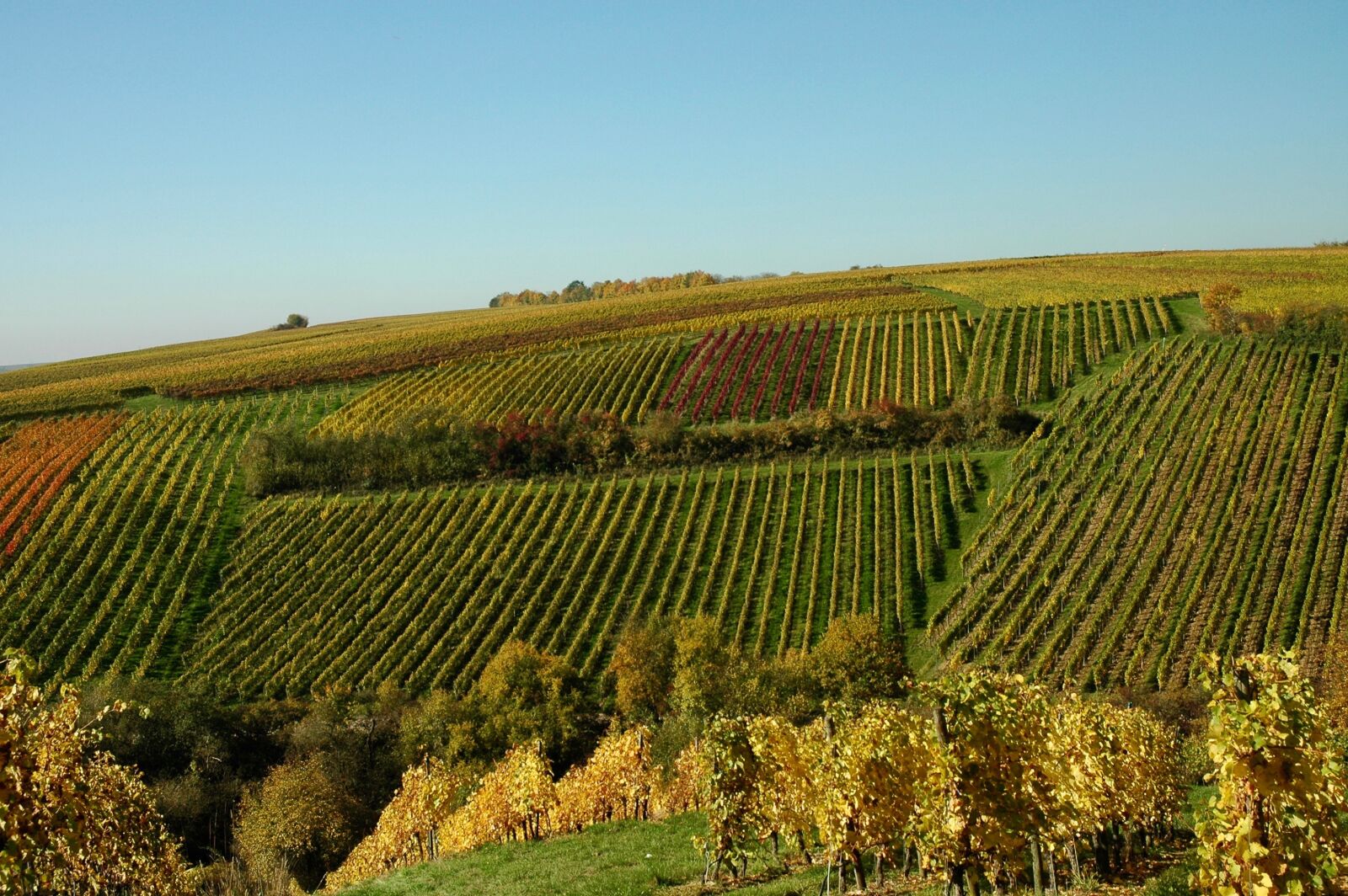 Nikon D70 sample photo. Vines, autumn, wine photography