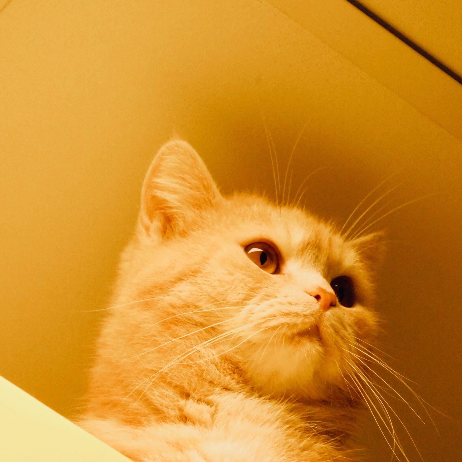 Nikon Coolpix B500 sample photo. Animal, cats, concentration, cute photography