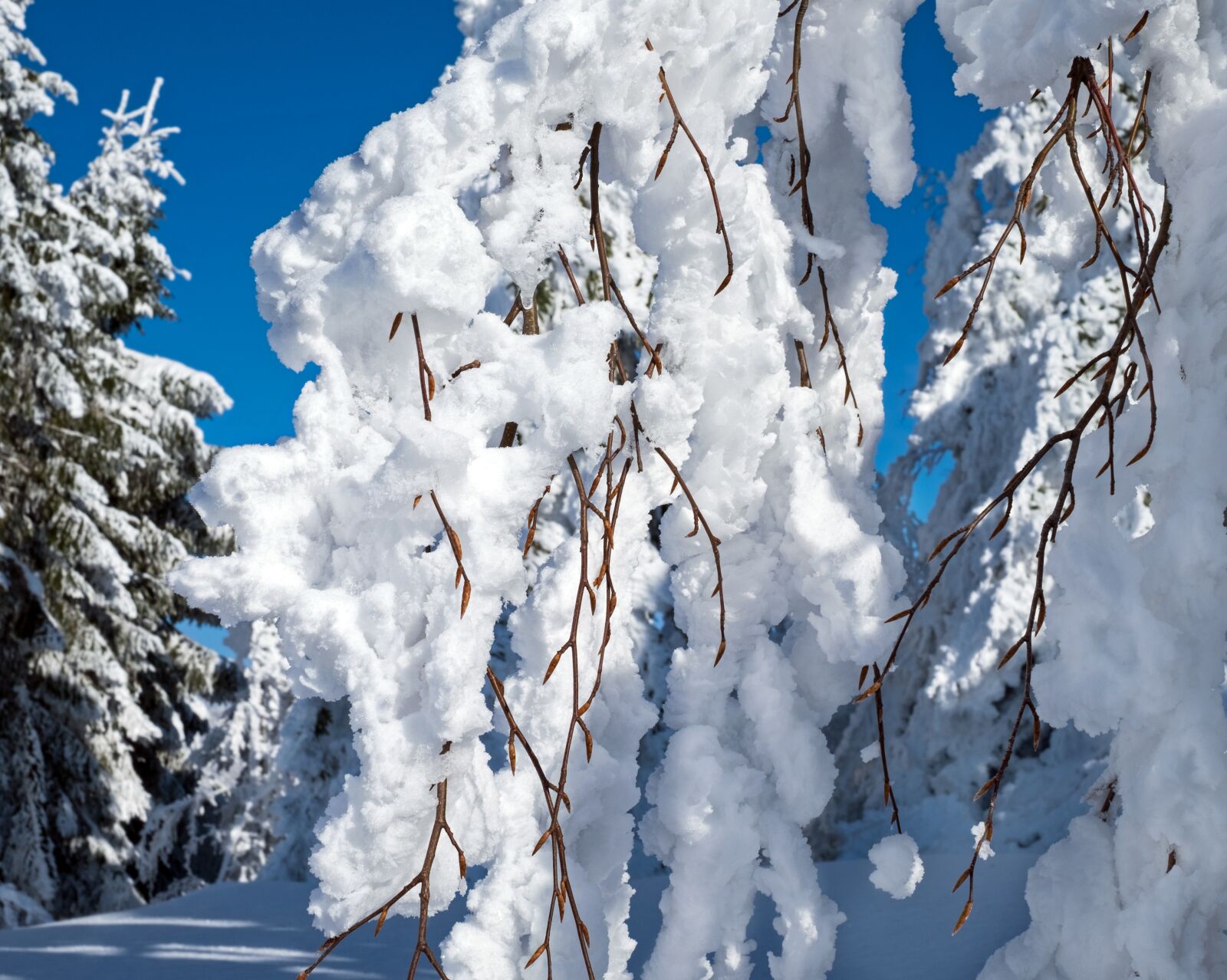 Fujifilm X-T10 + Fujifilm XF 35mm F1.4 R sample photo. Winter, branch, branches photography
