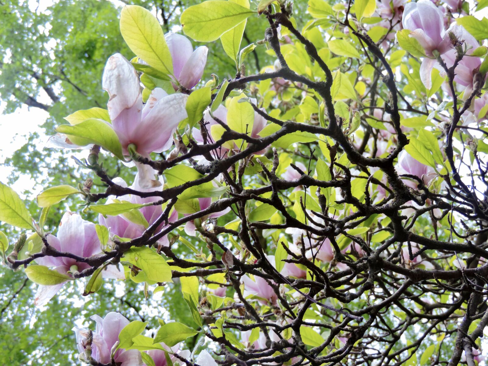 Nikon Coolpix P520 sample photo. Magnolia tree, magnolia, magnolia photography