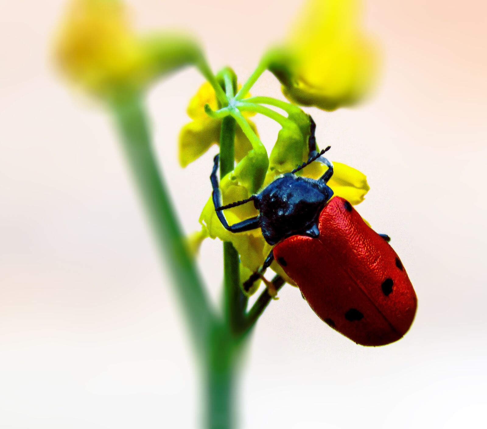 Canon PowerShot SX410 IS sample photo. Insect, bug, arthropod photography